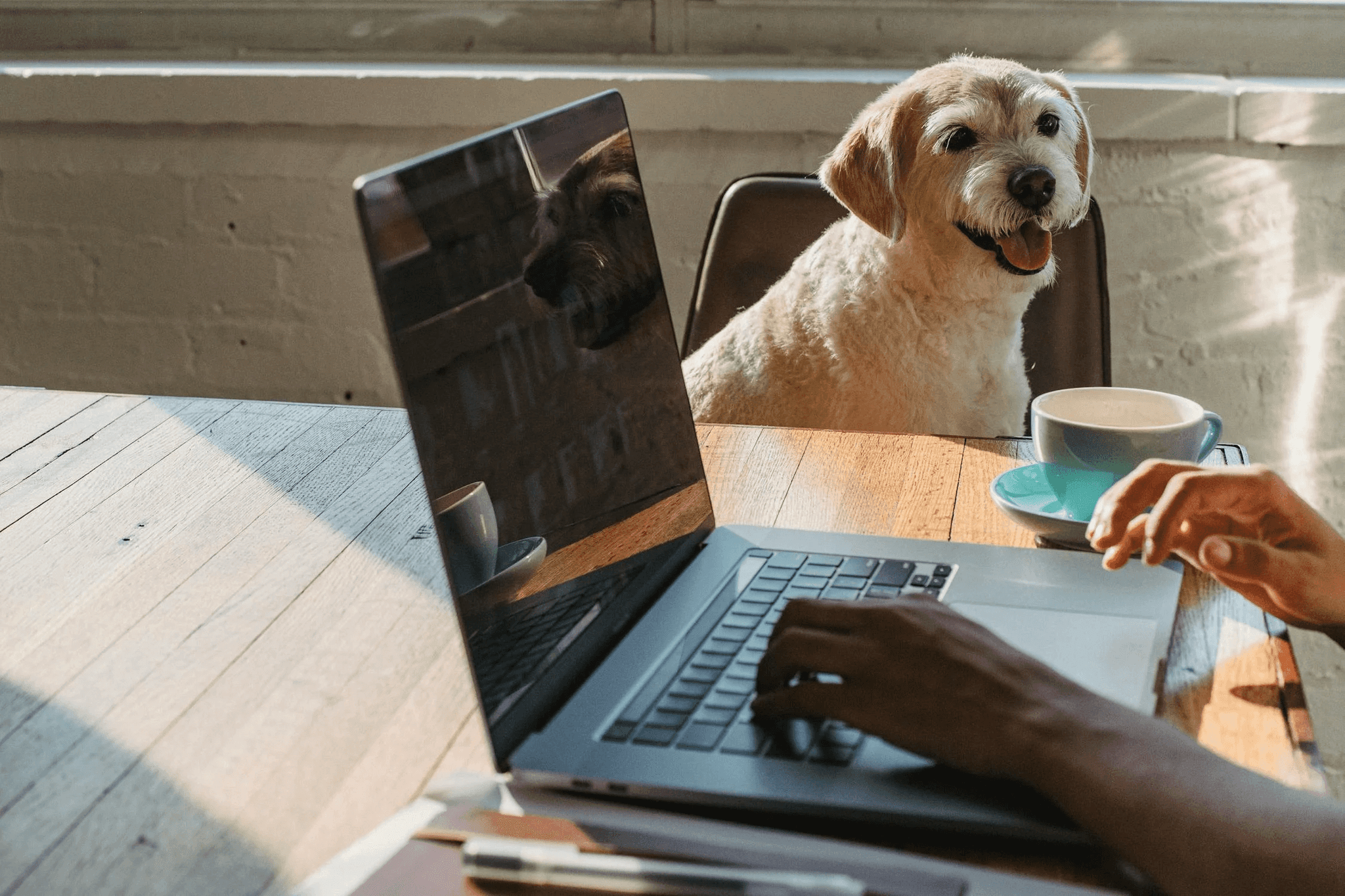 Negocio Pet Friendly