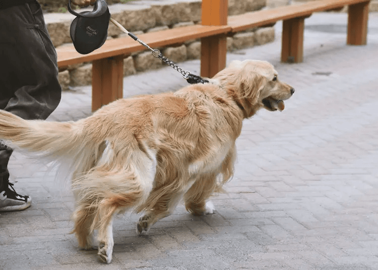 Amigable Mascota - Ser paseador de perros