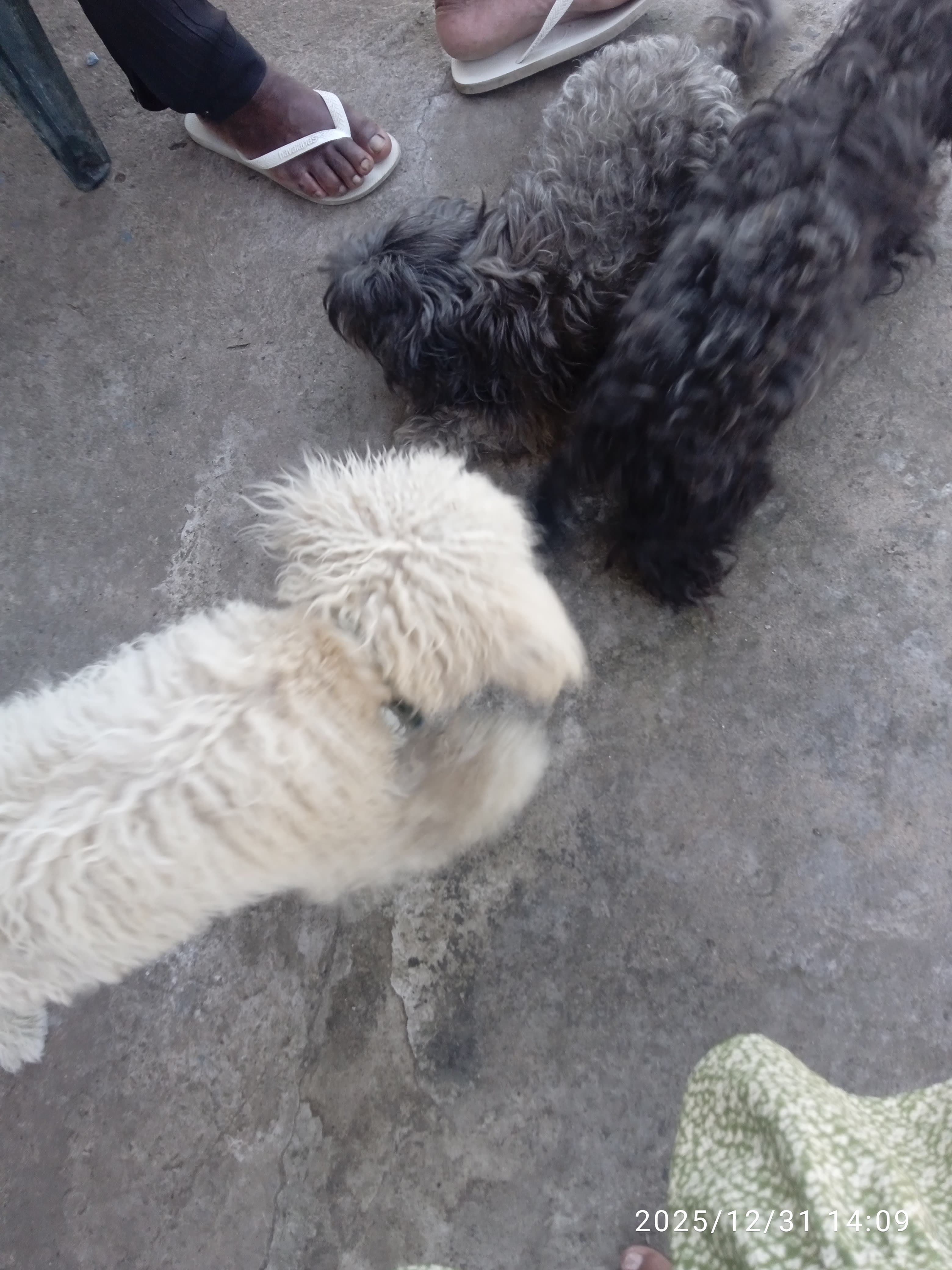 Servicio de Paseo para perros - melissa lopex en Rivera, Rivera, Uruguay - Paseadores de perros