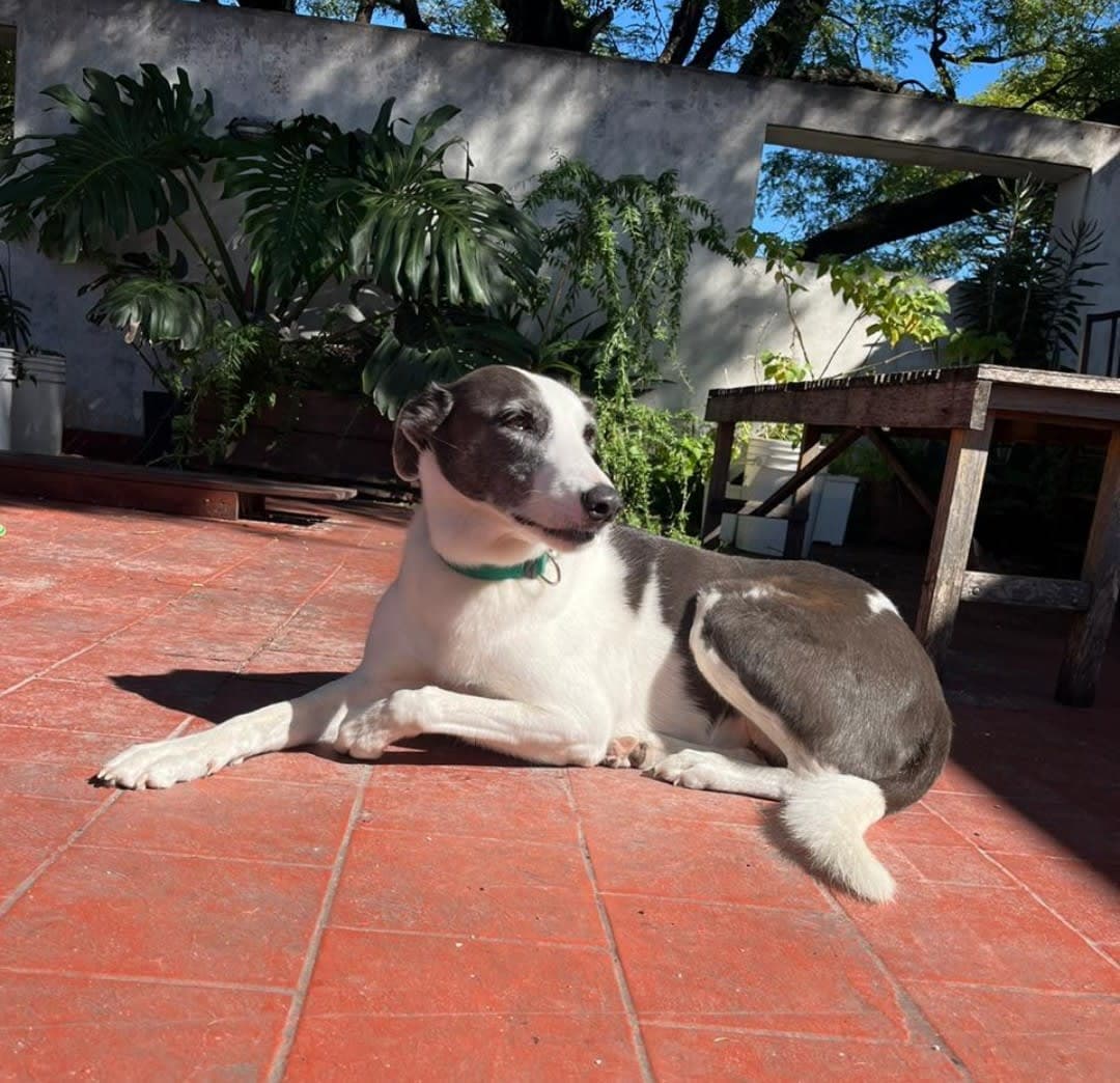Perro perdido Nube en La Paloma, Rocha, Uruguay - Perros perdidos y encontrados