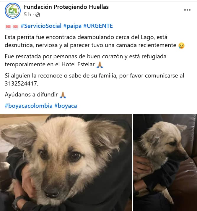 Perrita encontrada  en Paipa, Boyacá, Colombia - Perros perdidos y encontrados