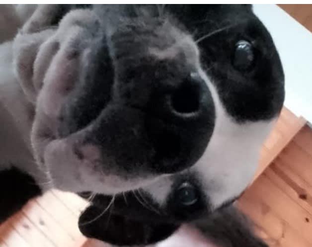 Perro en adopción  KIMBO 2 en Viedma, Río Negro, Argentina - Perros en adopción