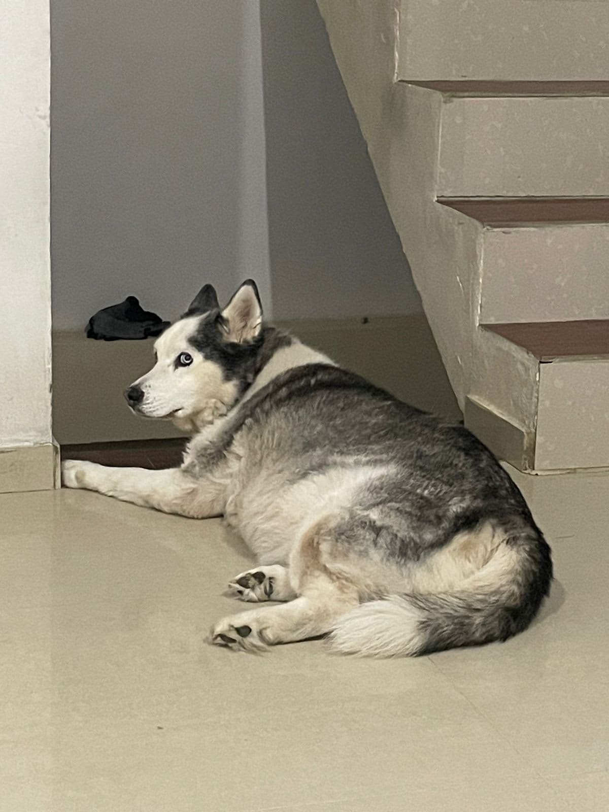 Kiara esta perdida! 2 en Manizales, Caldas, Colombia - Perros perdidos y encontrados