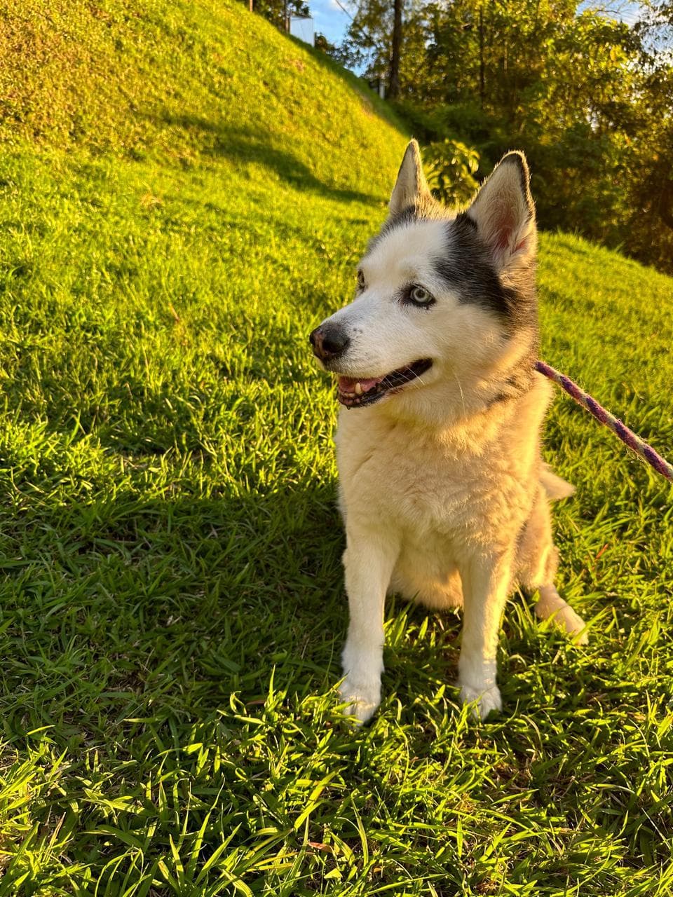 Kiara esta perdida! en Manizales, Caldas, Colombia - Perros perdidos y encontrados