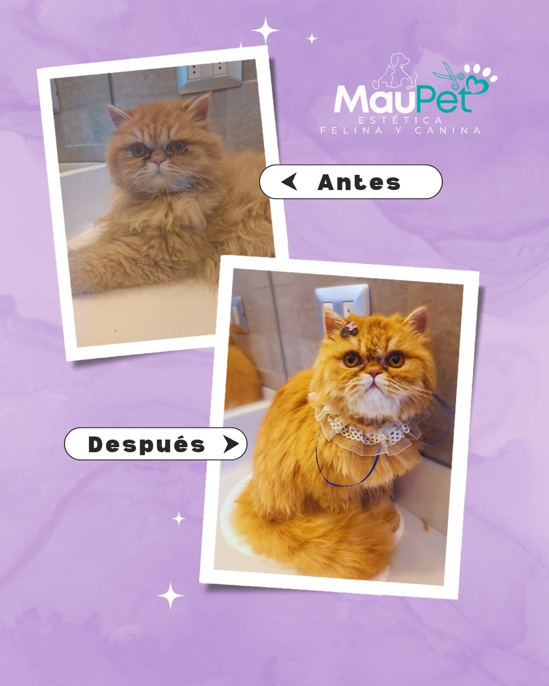 Peluquería para gatos - Maupet en Santiago, Metropolitana de Santiago, Chile - Peluquería para gatos