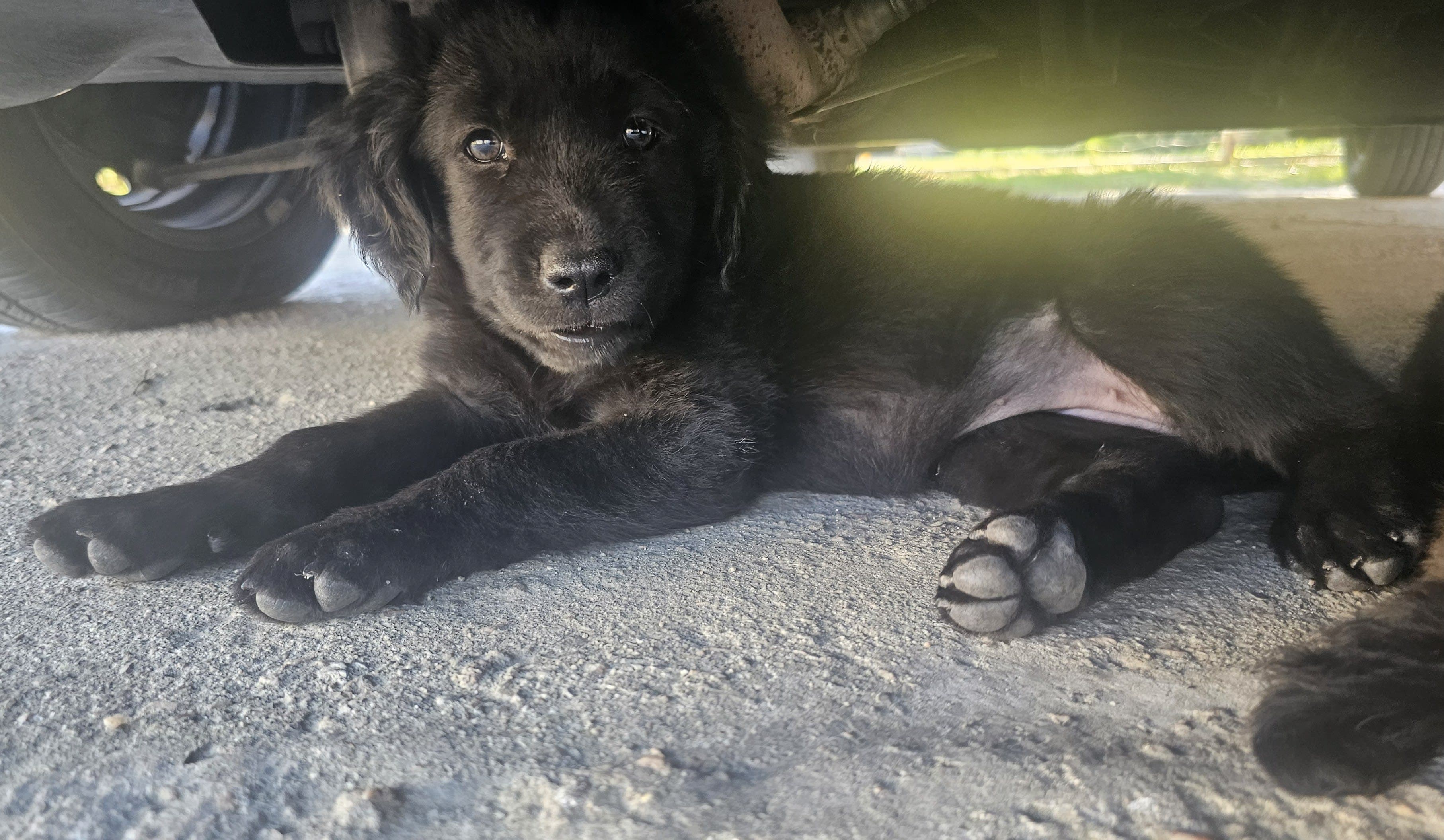 Perro en adopción 3 en Toledo, Canelones, Uruguay - Perros en adopción