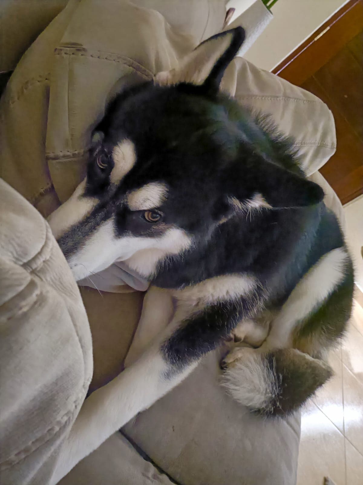 Perro en adopción 3 en Surco, Lima, Perú - Perros en adopción