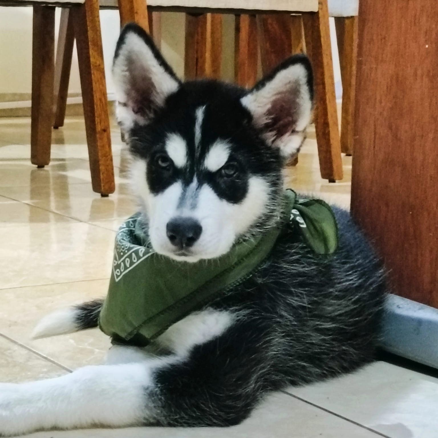 Perro en adopción 2 en Surco, Lima, Perú - Perros en adopción