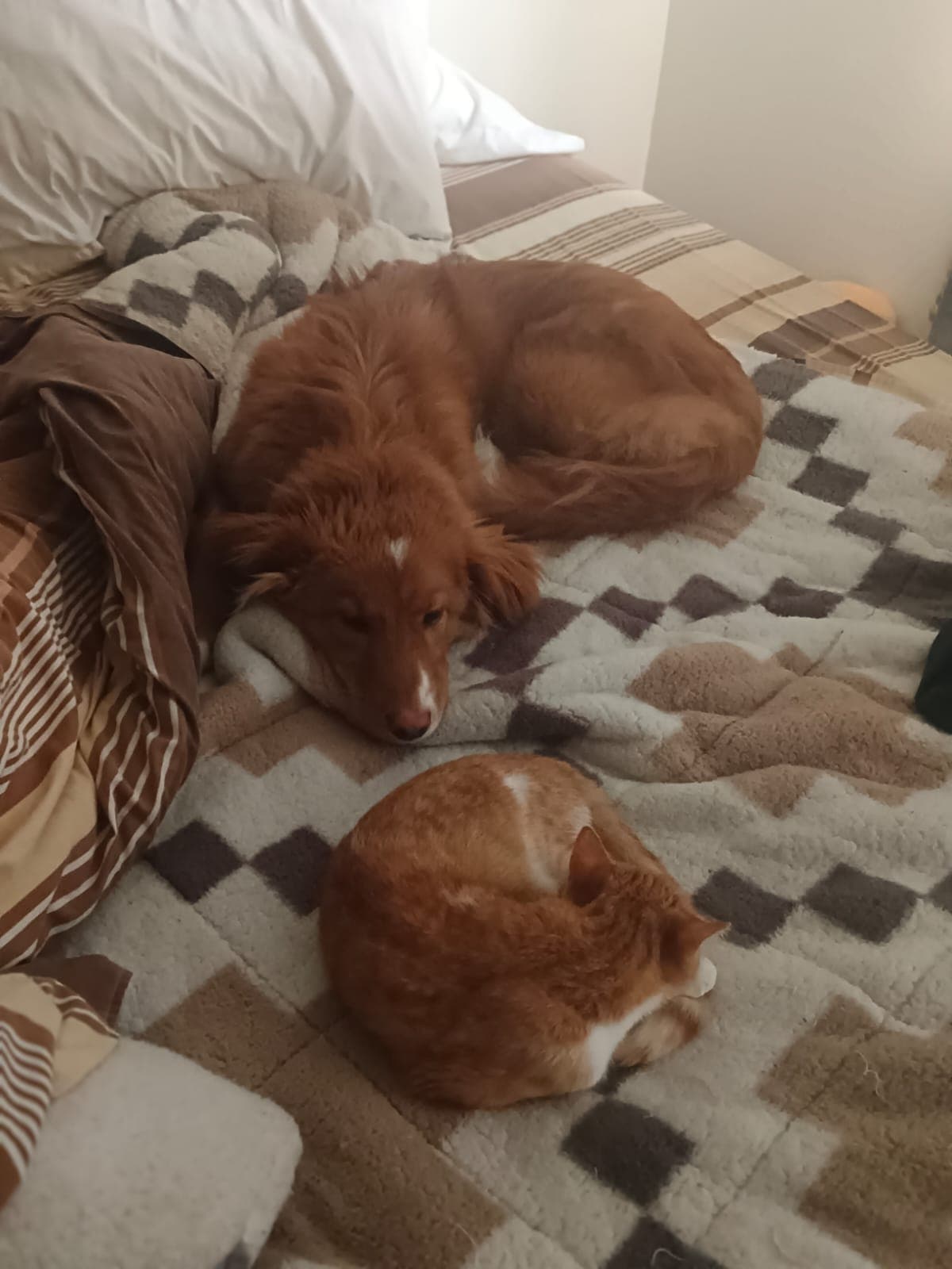 Nala - Perra perdida en Puerto Montt, Los Lagos, Chile - Perros perdidos y encontrados