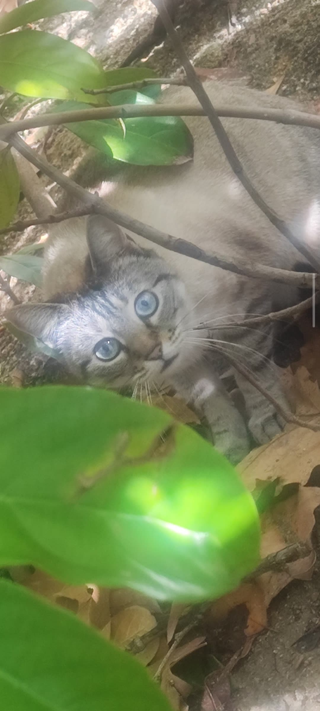 Gato perdido/encontrado en Leganés, Comunidad de Madrid, España - Gatos perdidos y encontrados