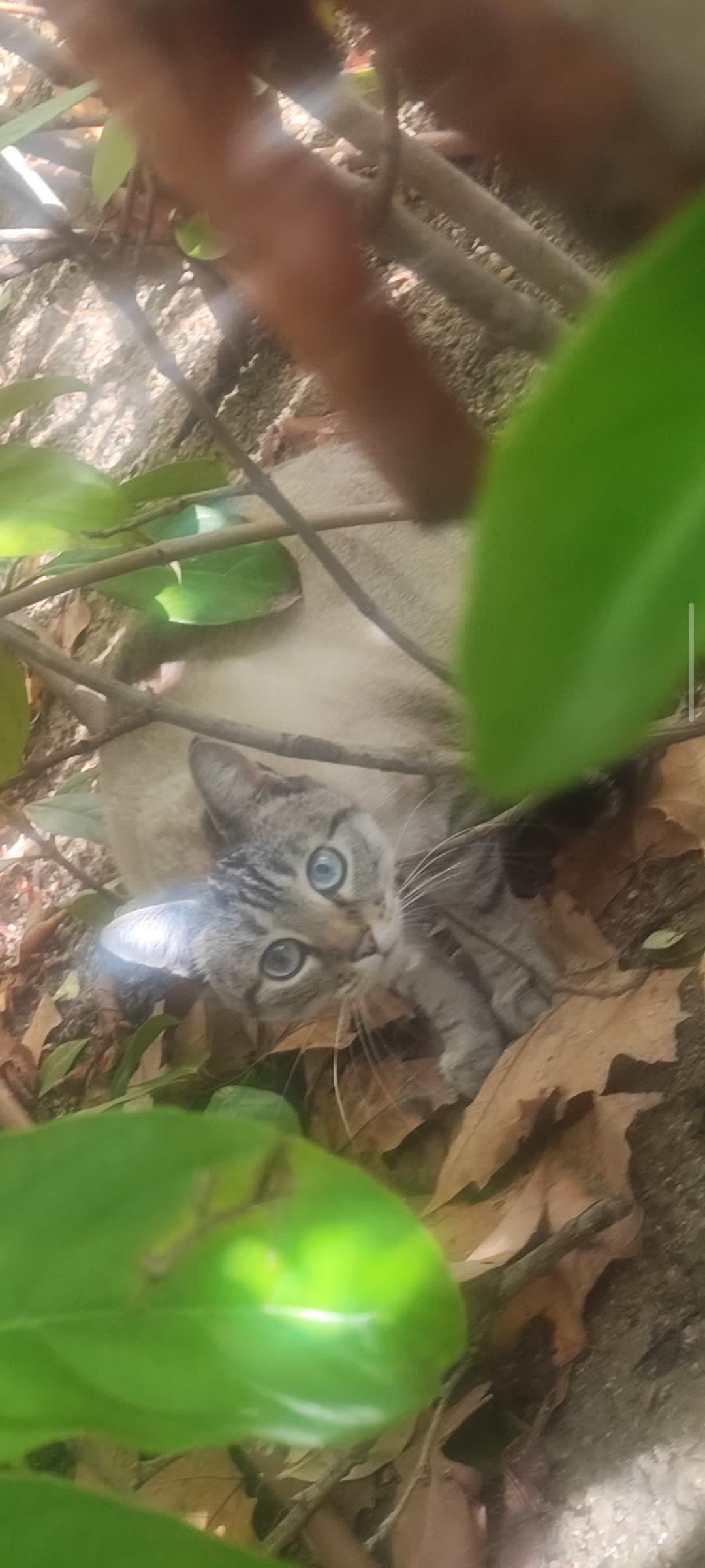 Gato perdido/encontrado 2 en Leganés, Comunidad de Madrid, España - Gatos perdidos y encontrados