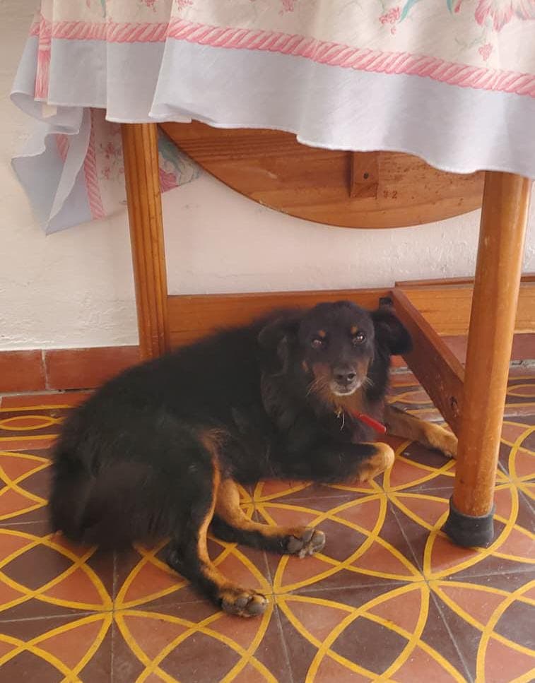 Volvió Milo a casa!! en Pan de Azúcar, Maldonado, Uruguay - Perros perdidos y encontrados