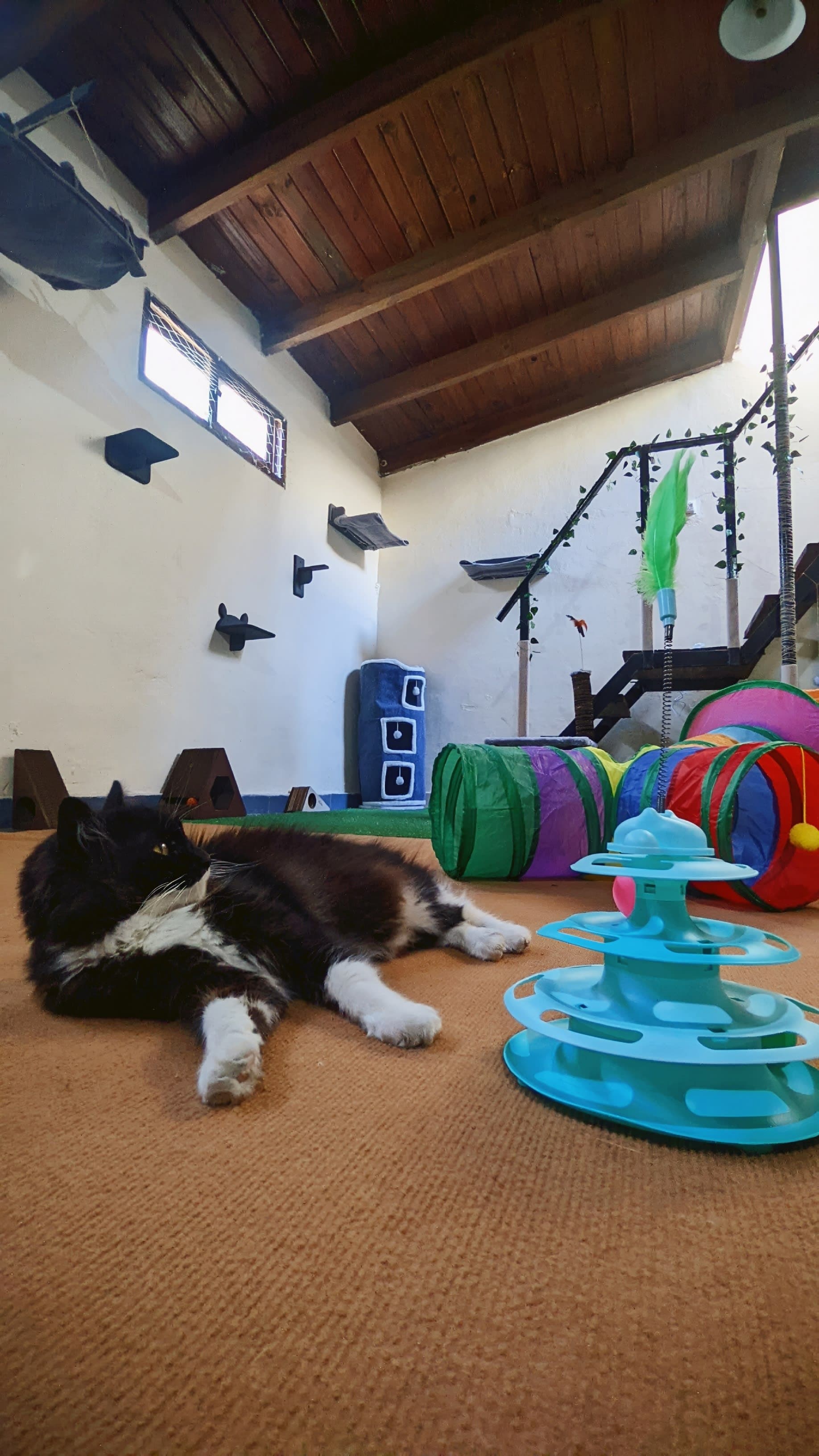 Michihouse - Hotel felino. 3 en Santa Fe, Santa Fe, Argentina - Guardería para gatos