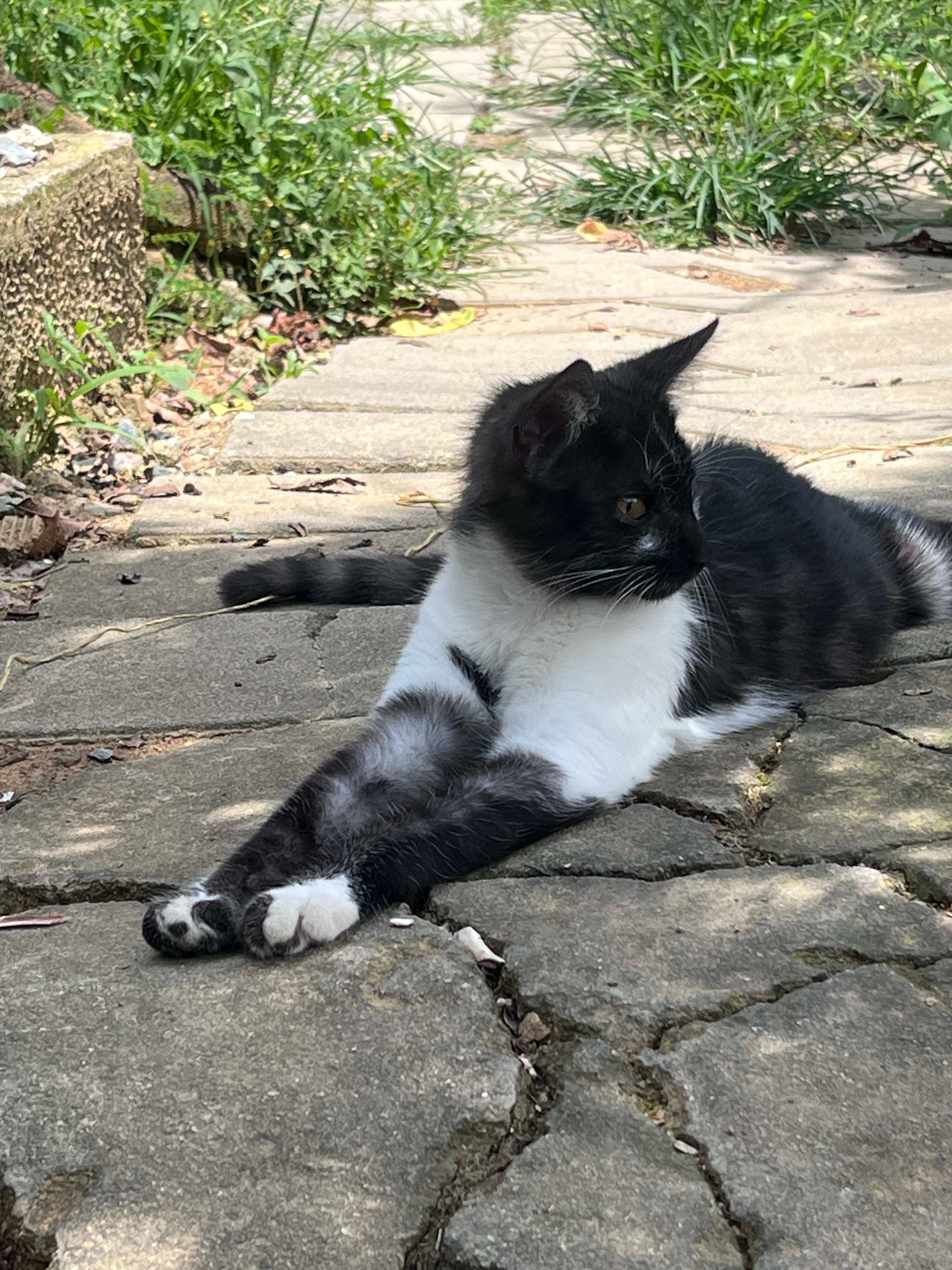 Se da en adopción  en Medellín, Antioquia, Colombia - Fundaciones