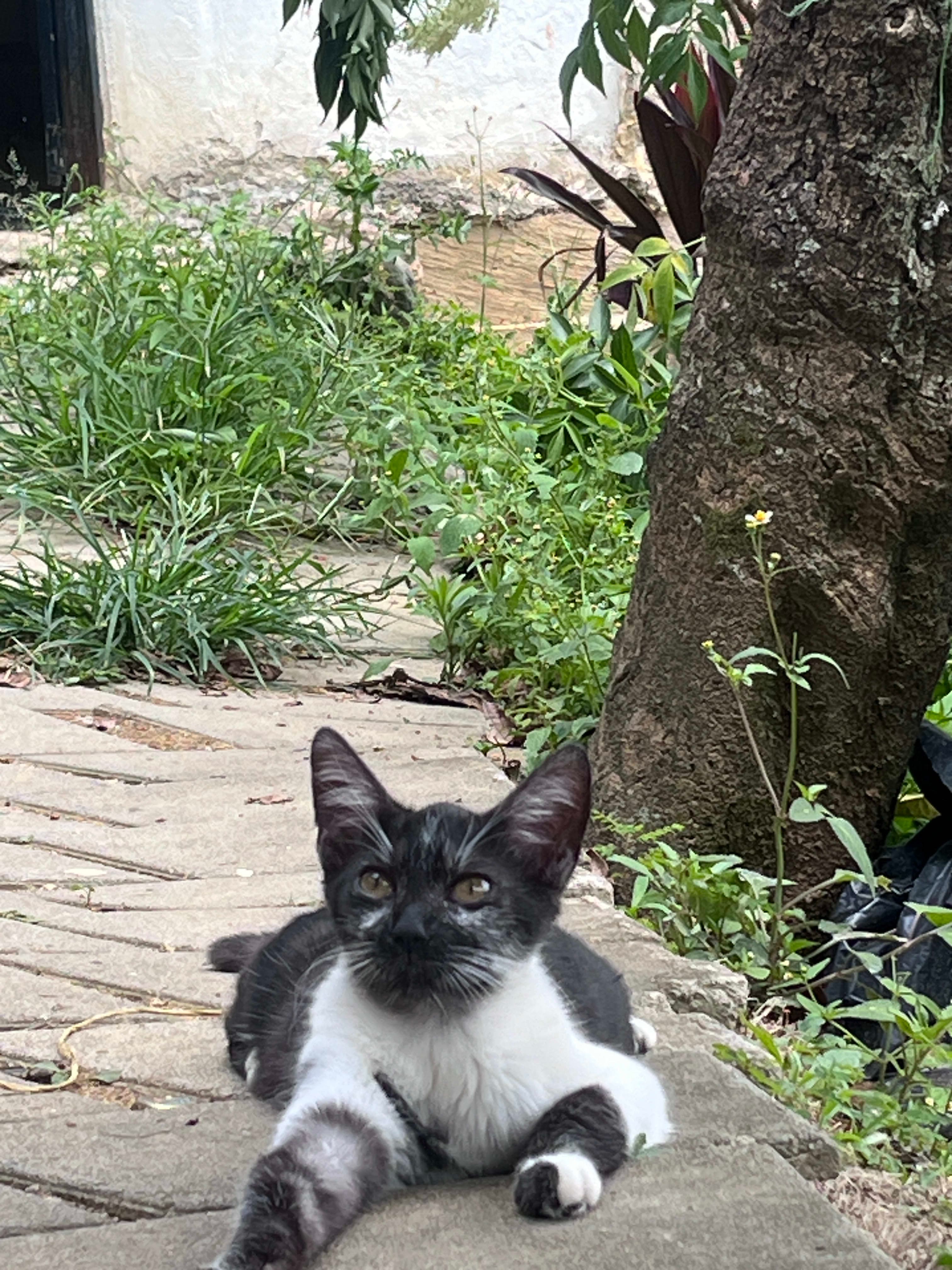 Se da en adopción  2 en Medellín, Antioquia, Colombia - Fundaciones