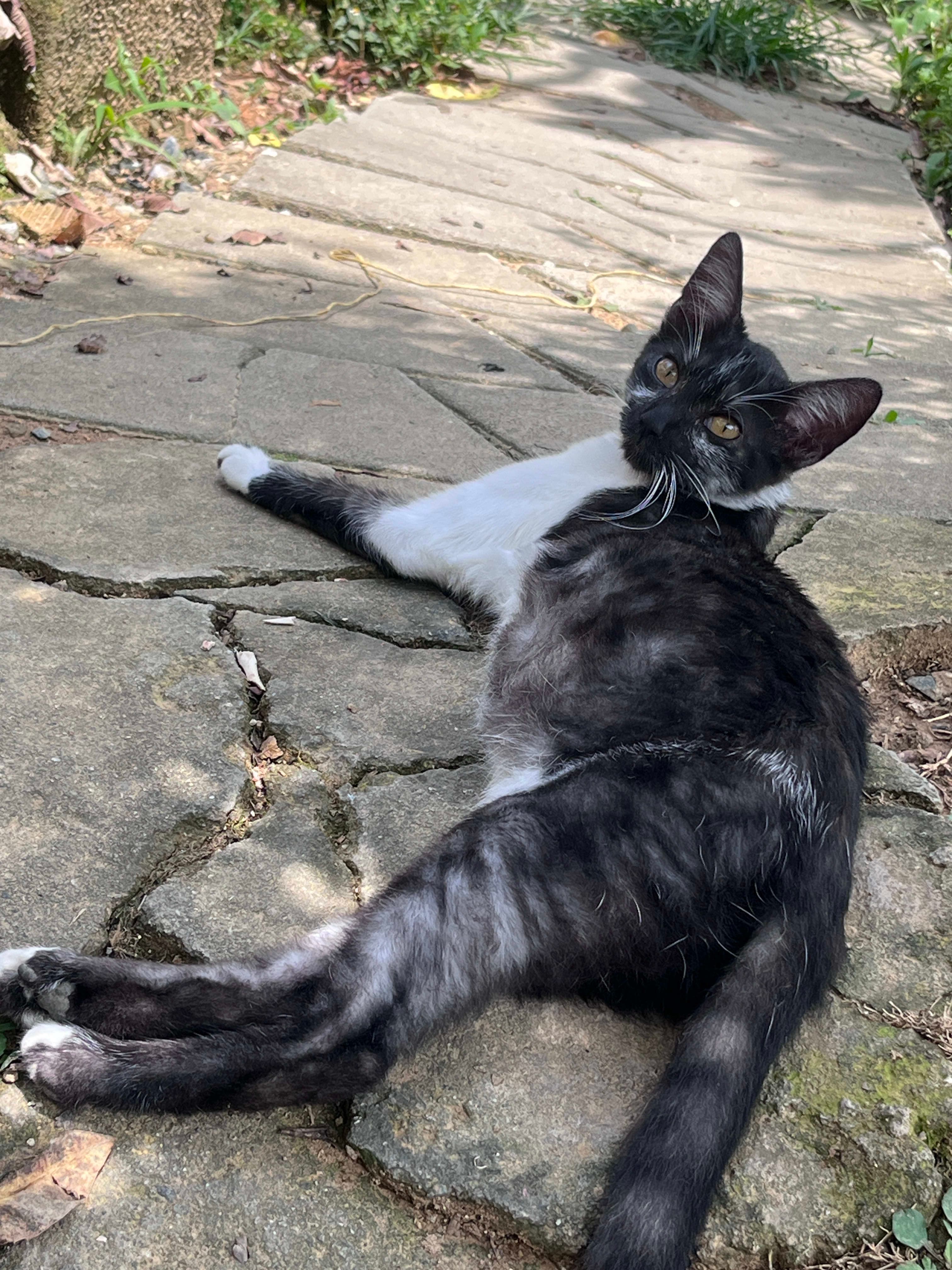 Se da en adopción  3 en Medellín, Antioquia, Colombia - Fundaciones