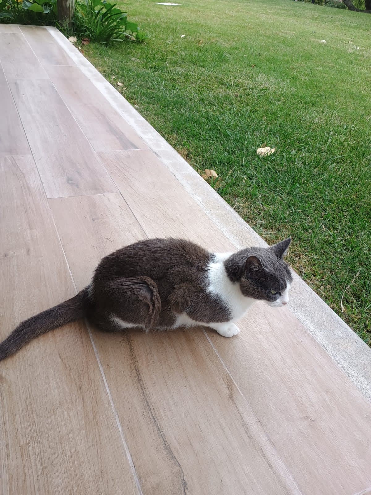 Gata adulta cariñosa en adopción en Punta del Este en Punta del Este, Uruguay - Gatos en adopción