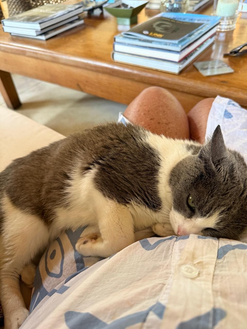 Gata adulta cariñosa en adopción en Punta del Este 2 en Punta del Este, Maldonado, Uruguay - Gatos en adopción