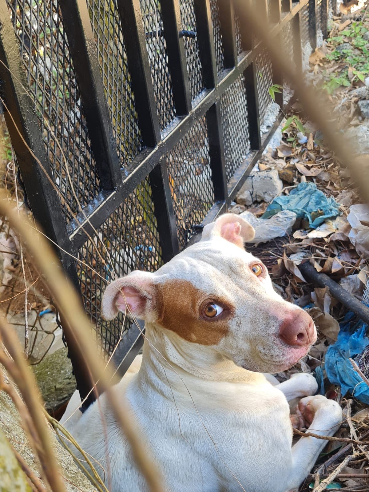 Perra perdida cerca de la Policía en Chorrera en La Chorrera, Panamá - Perros perdidos y encontrados