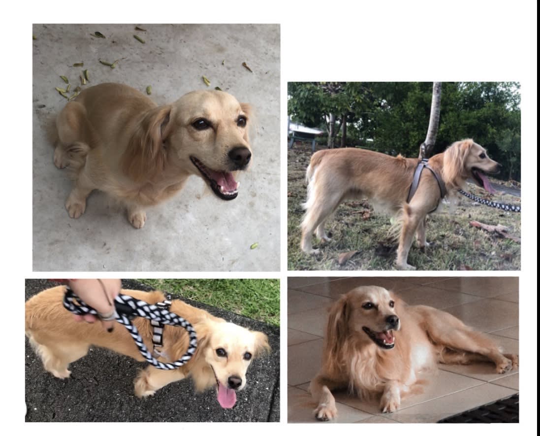 Perro perdido: Toby, cruce de cocker, mediano en Arraiján, Panamá - Perros perdidos y encontrados