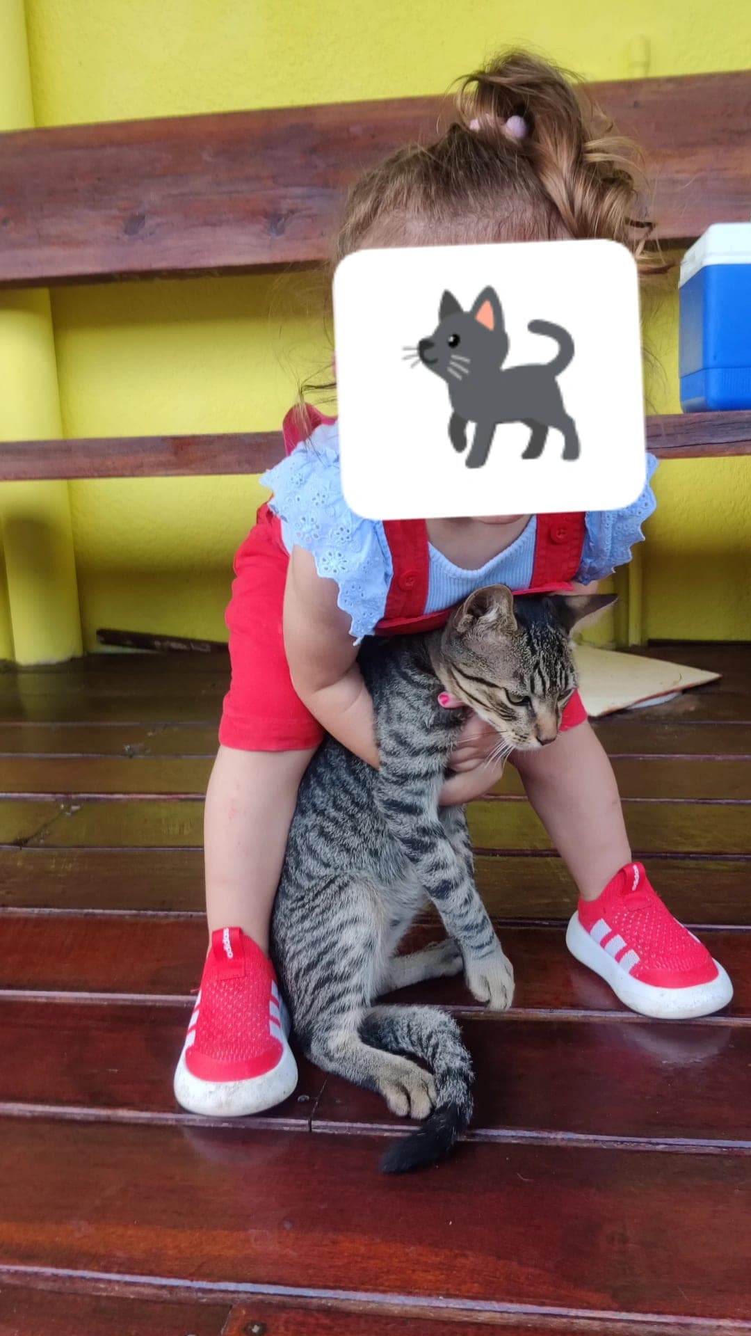 Gatito Nilo perdido en Atlántida, zona Prectura en Atlántida, Uruguay - Gatos perdidos y encontrados
