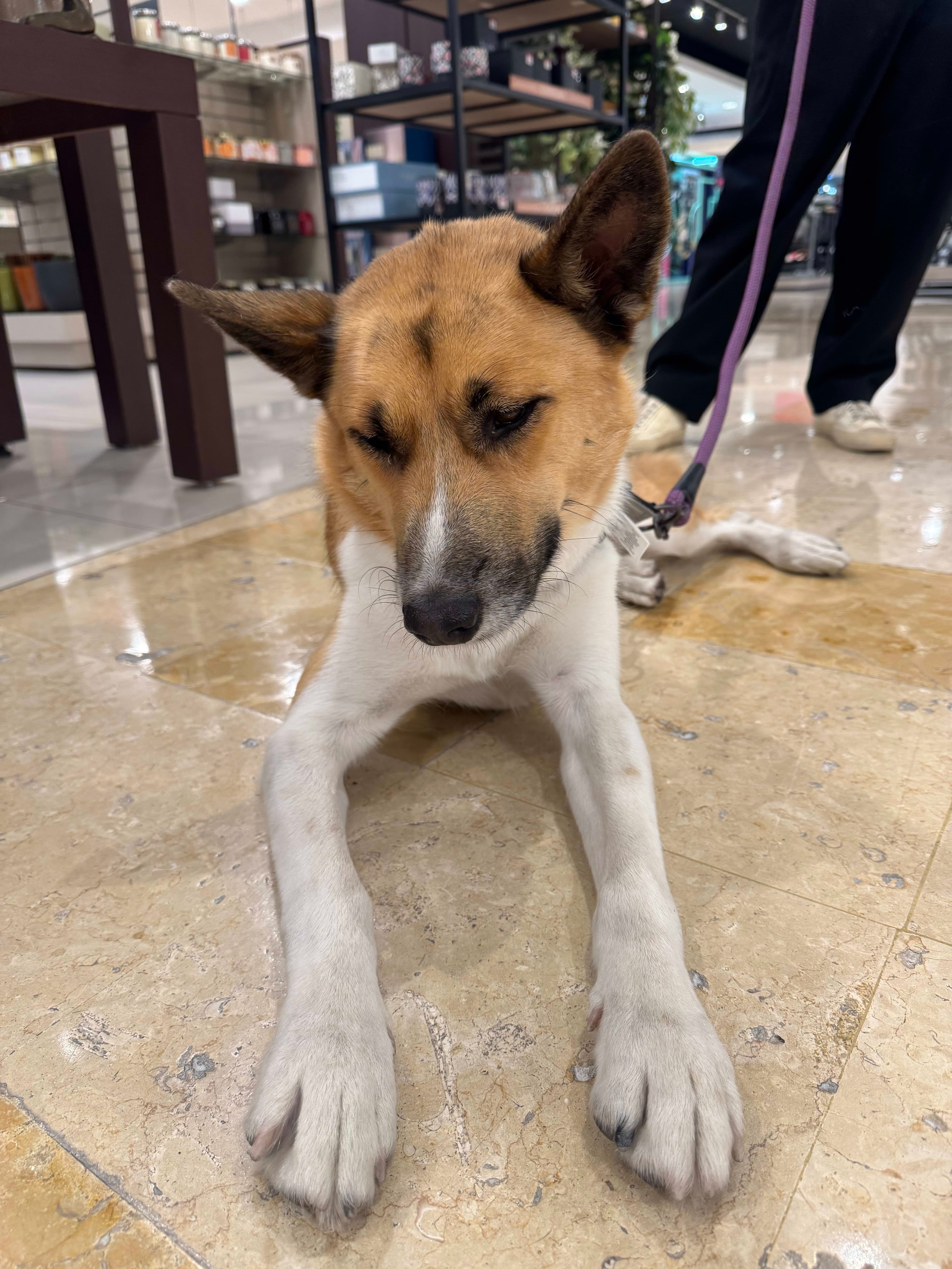 Perro encontrado en MTY cerca de Liverpool Valle en Monterrey, México - Perros perdidos y encontrados