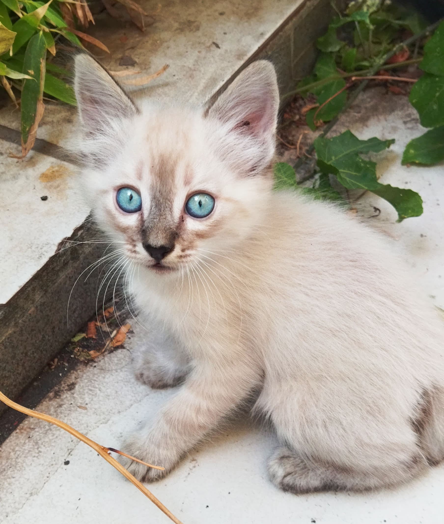 Gatitos en adopción: Siamés y Angora, 2 meses en Zapopan, México - Gatos en adopción