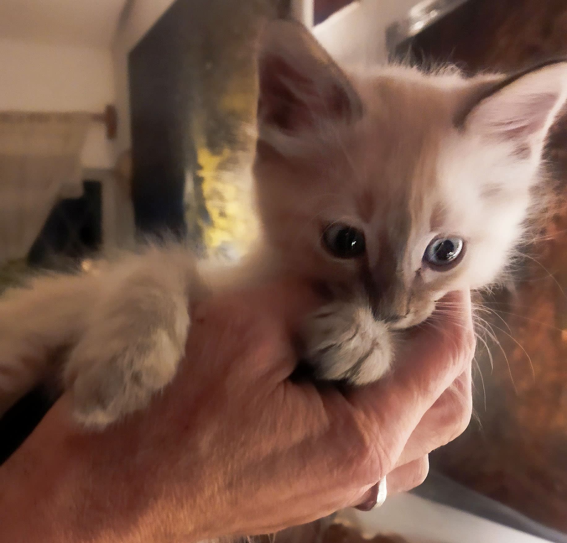 Gatitos en adopción: Siamés y Angora, 2 meses 2 en Zapopan, Jalisco, México - Gatos en adopción