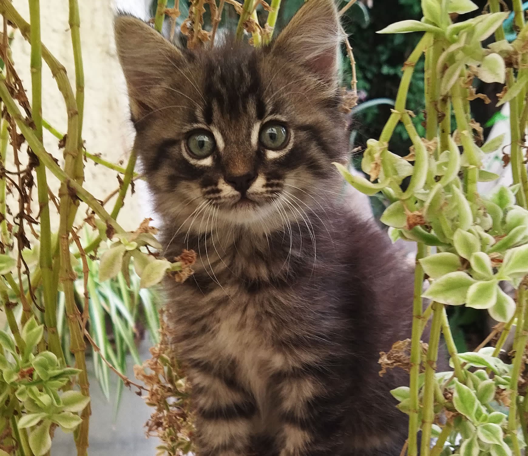 Gatitos en adopción: Siamés y Angora, 2 meses 3 en Zapopan, Jalisco, México - Gatos en adopción