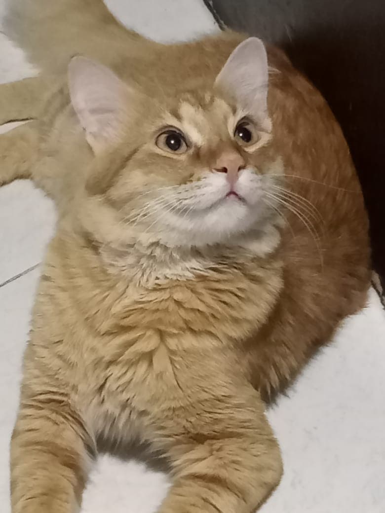 Gato perdido en la zona, ¡ayuda por favor! en Dosquebradas, Colombia - Gatos perdidos y encontrados