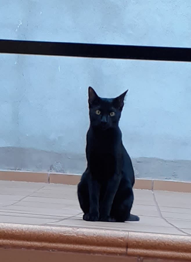 Gato negro castrado perdido en 24/05/26 - Bogart en Torrejón de Ardoz, Comunidad de Madrid 2