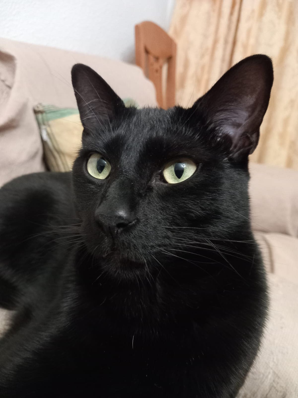 Gato negro castrado perdido en 24/05/26 - Bogart en Torrejón de Ardoz, Comunidad de Madrid