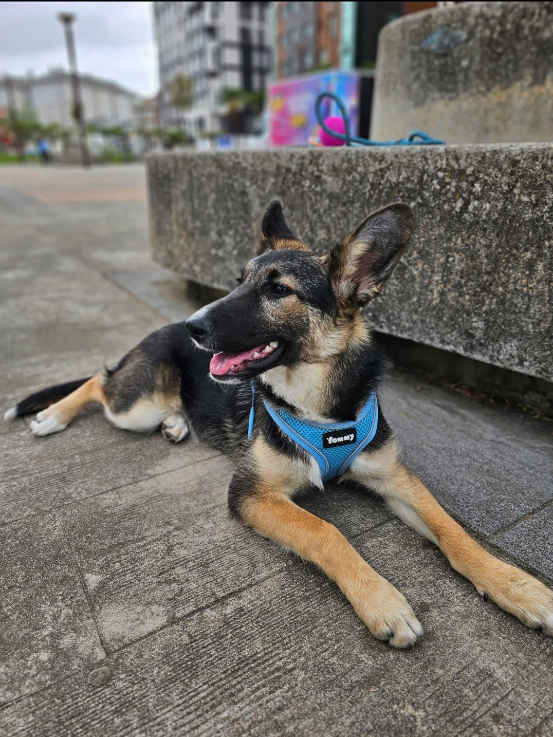 Perra juguetona busca un hogar amoroso y atento en Lugo, Lugo, Galicia