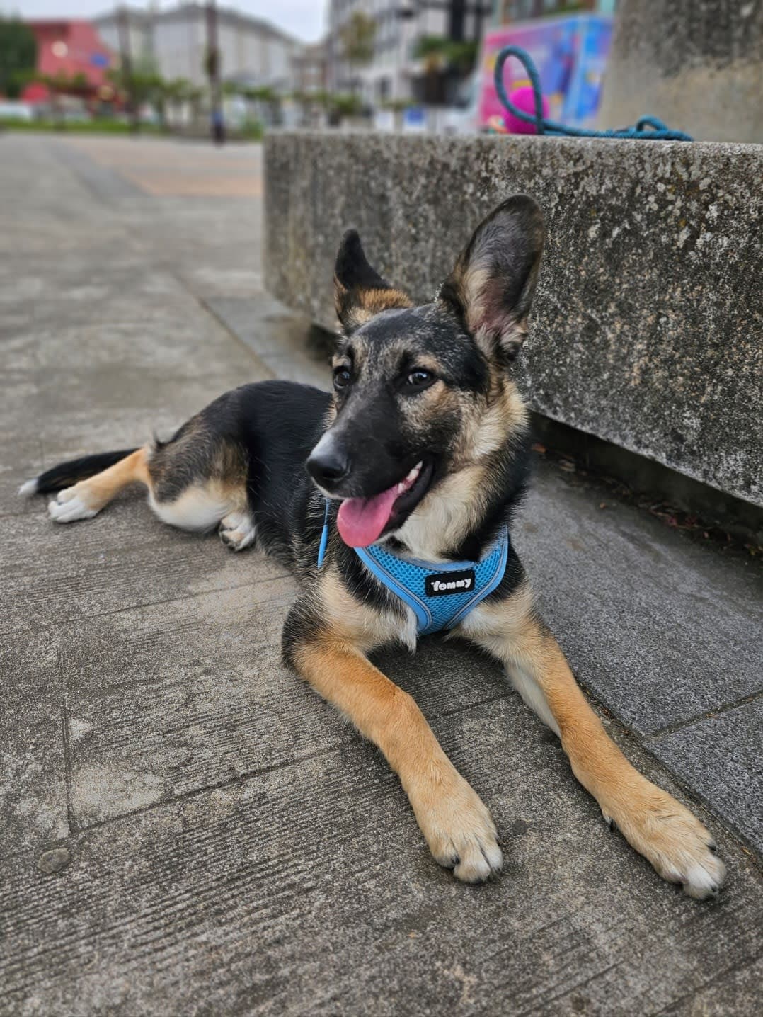 Perra juguetona busca un hogar amoroso y atento en Lugo, Lugo, Galicia 2