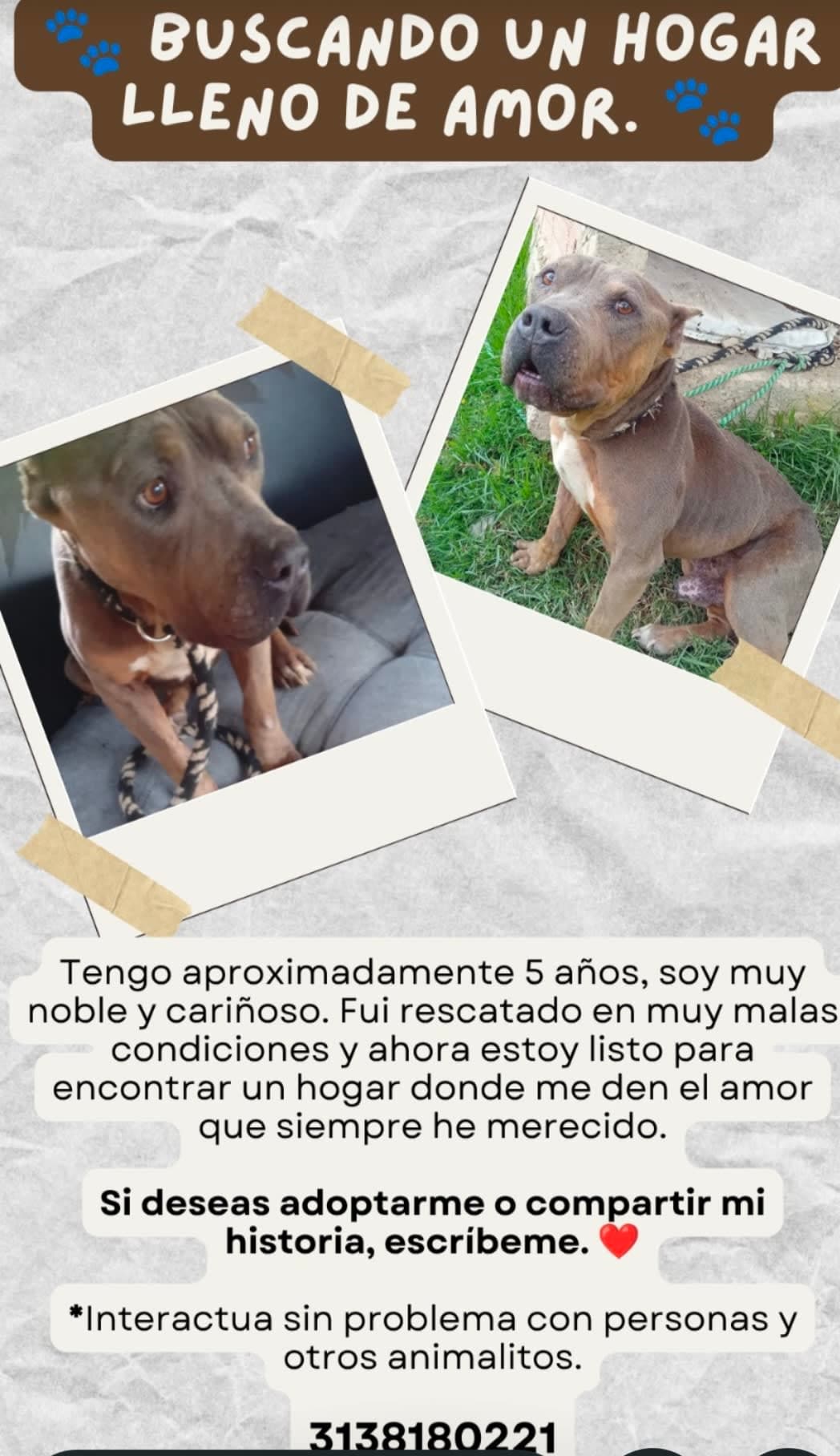 Pitt Bull macho amigable en adopción en Duitama, Boyacá
