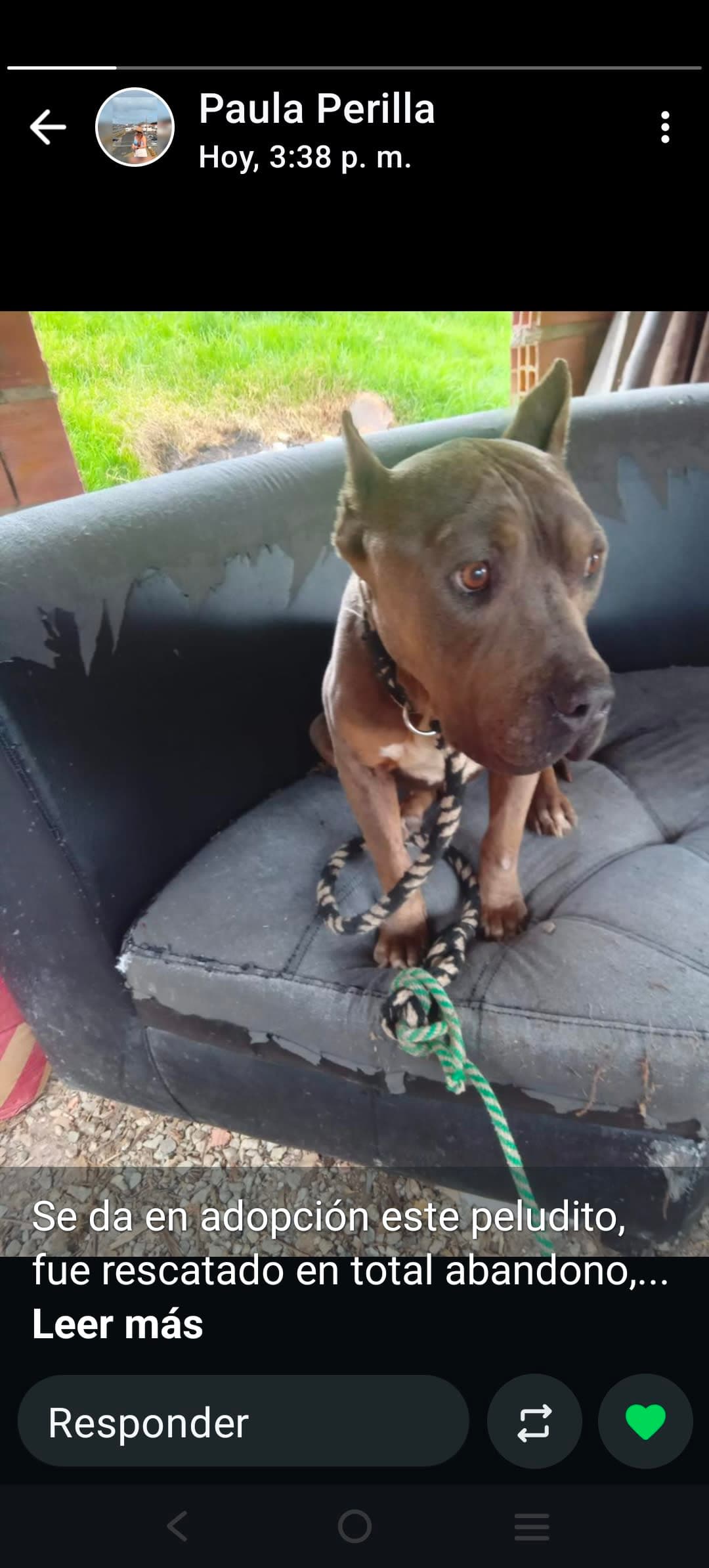 Pitt Bull macho amigable en adopción en Duitama, Boyacá 2