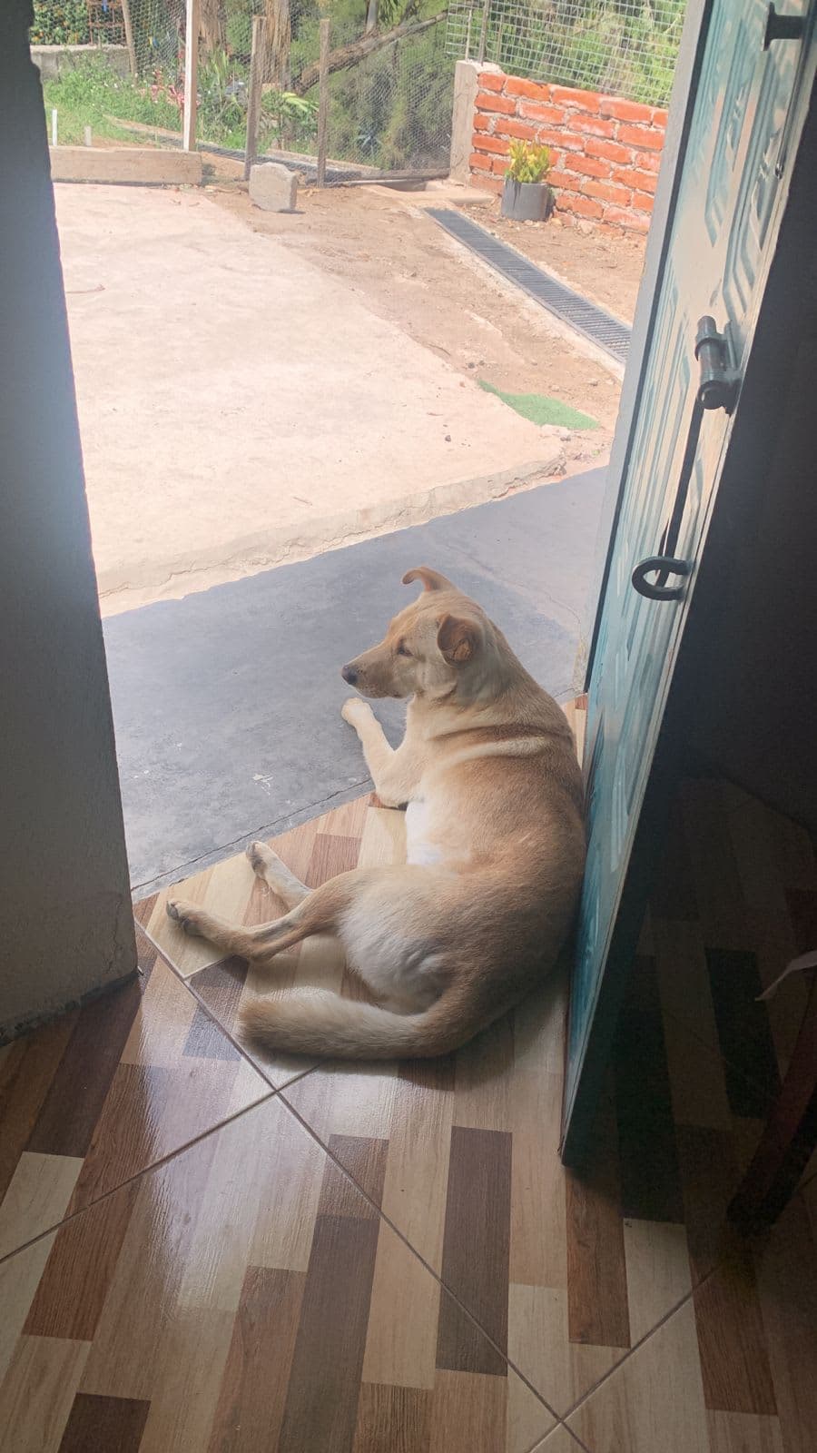 Perro perdido: SKY, lengua morada, desde el 26 de mayo en La Morita II, Tumbaco, Pichincha 2