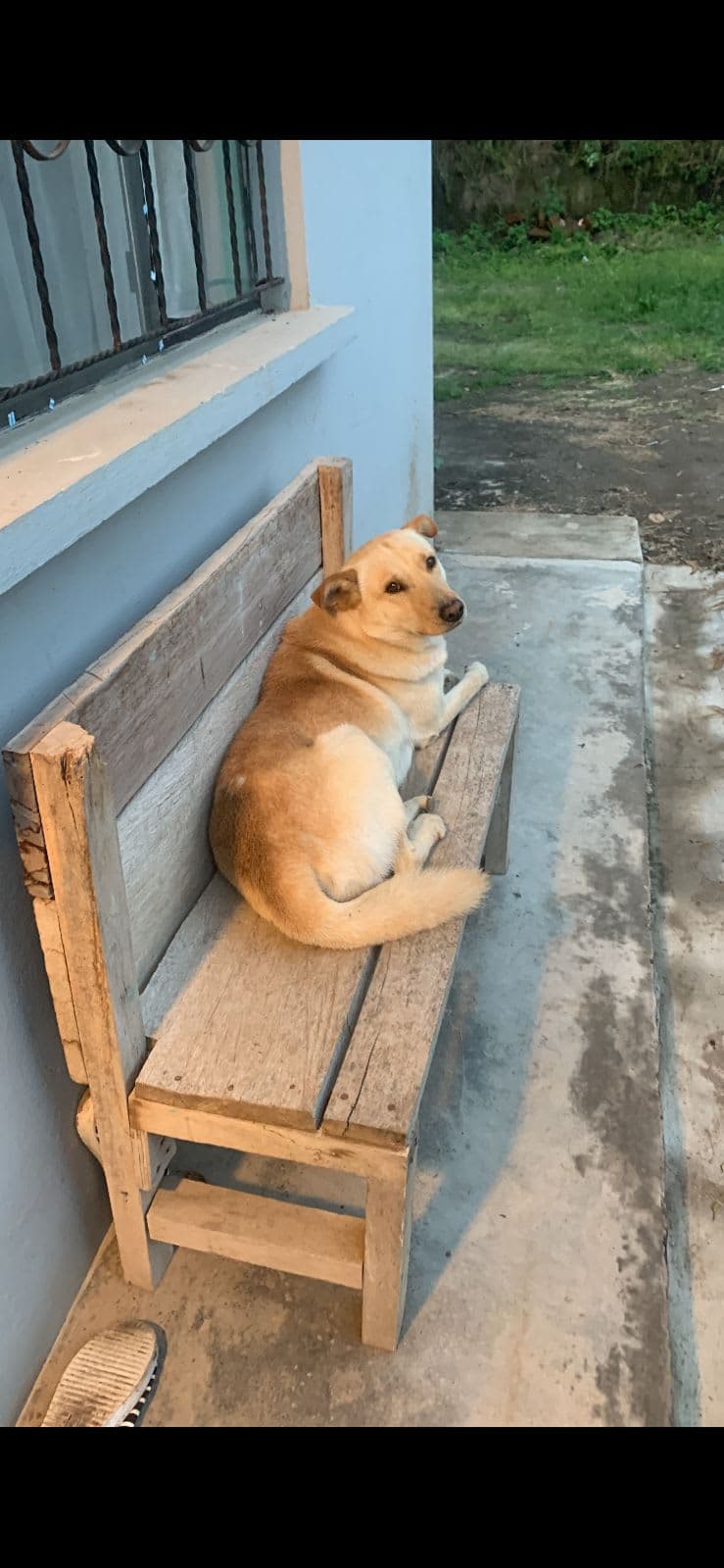 Perro perdido: SKY, lengua morada, desde el 26 de mayo en La Morita II, Tumbaco, Pichincha 3