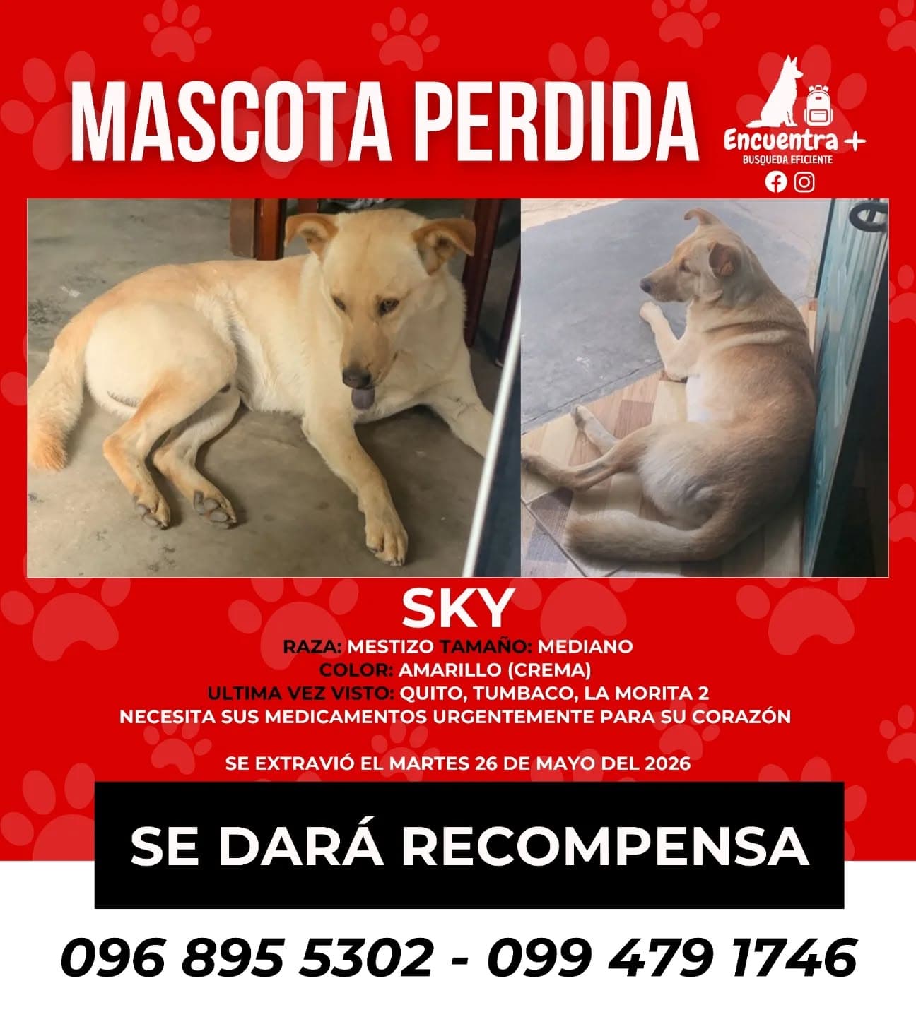 Perro perdido: SKY, lengua morada, desde el 26 de mayo en La Morita II, Tumbaco, Pichincha