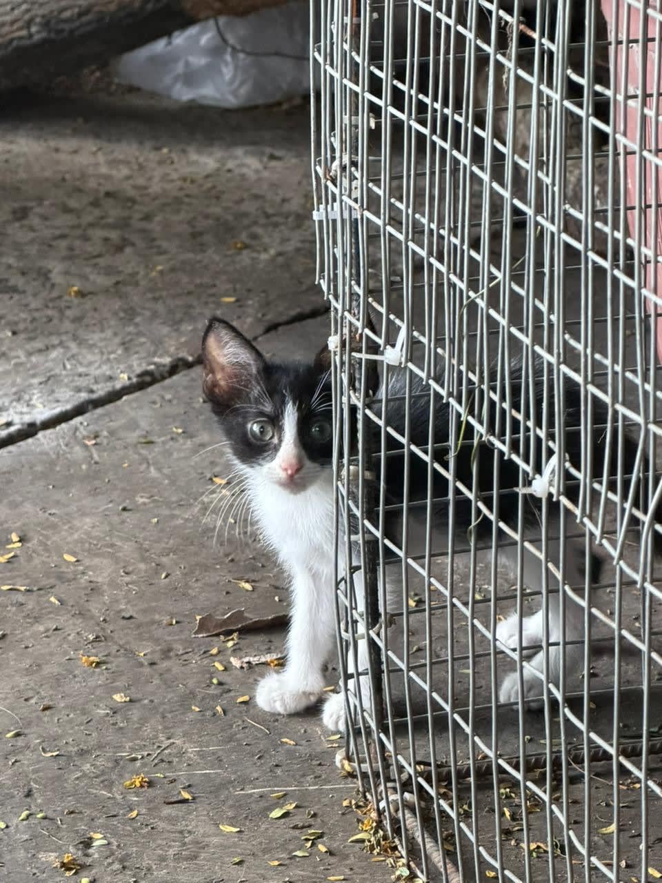 Gatitos machos de 2 meses en adopción responsable - Imagen 1