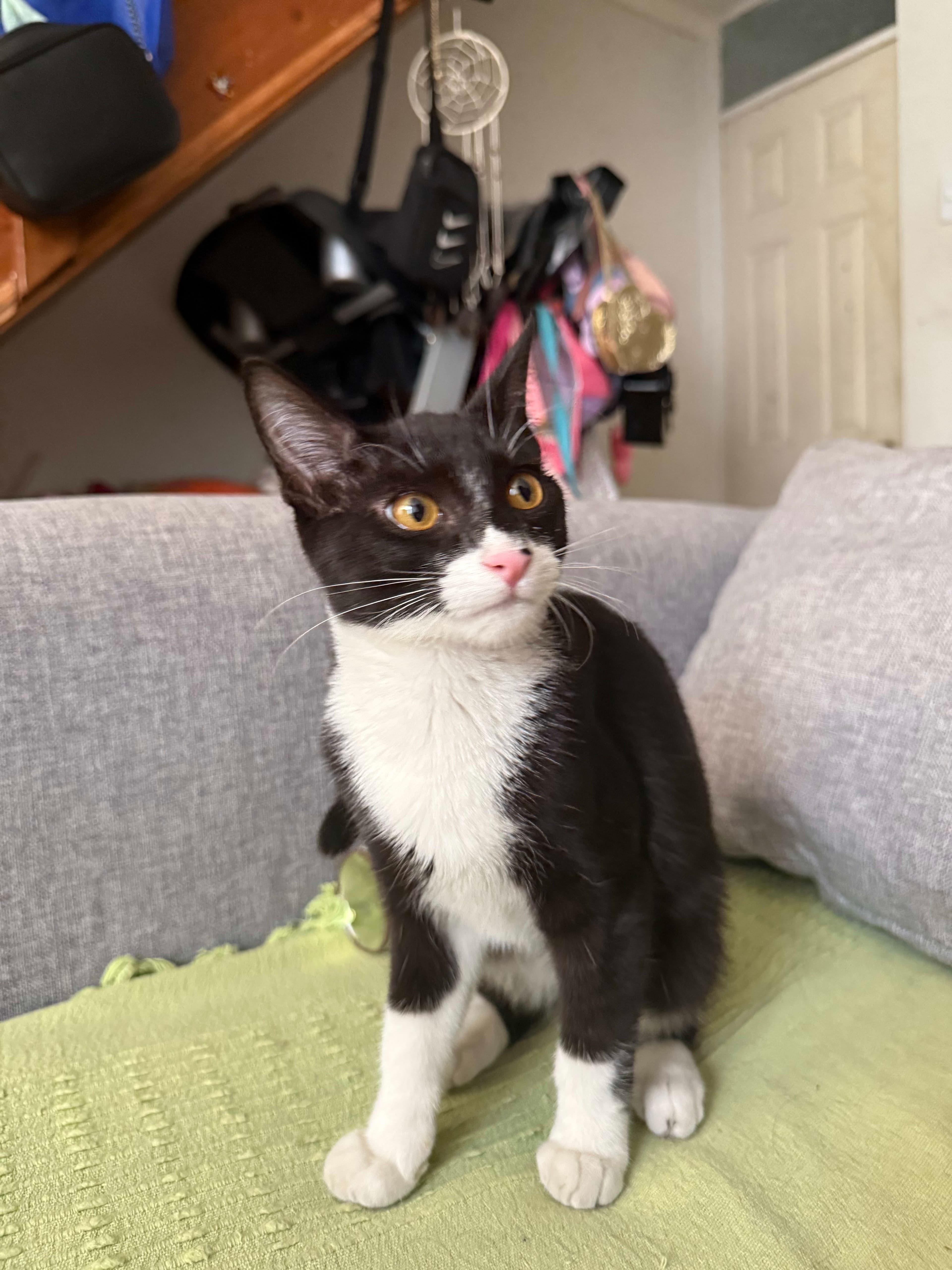 Gatito perdido: Chrollo, negro y blanco en La Tortuga - Imagen 1