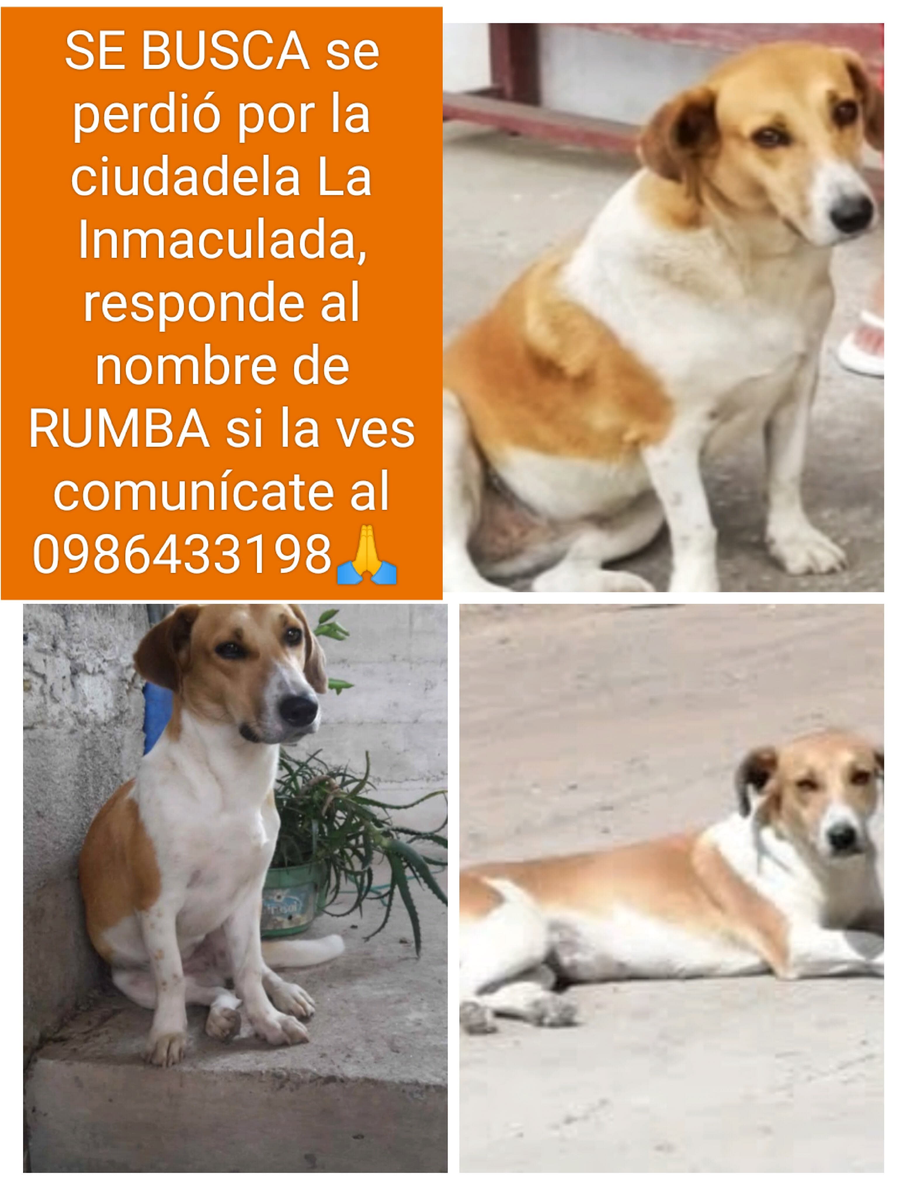 Perro perdido el 23 de junio, ayuda por favor - Imagen 1