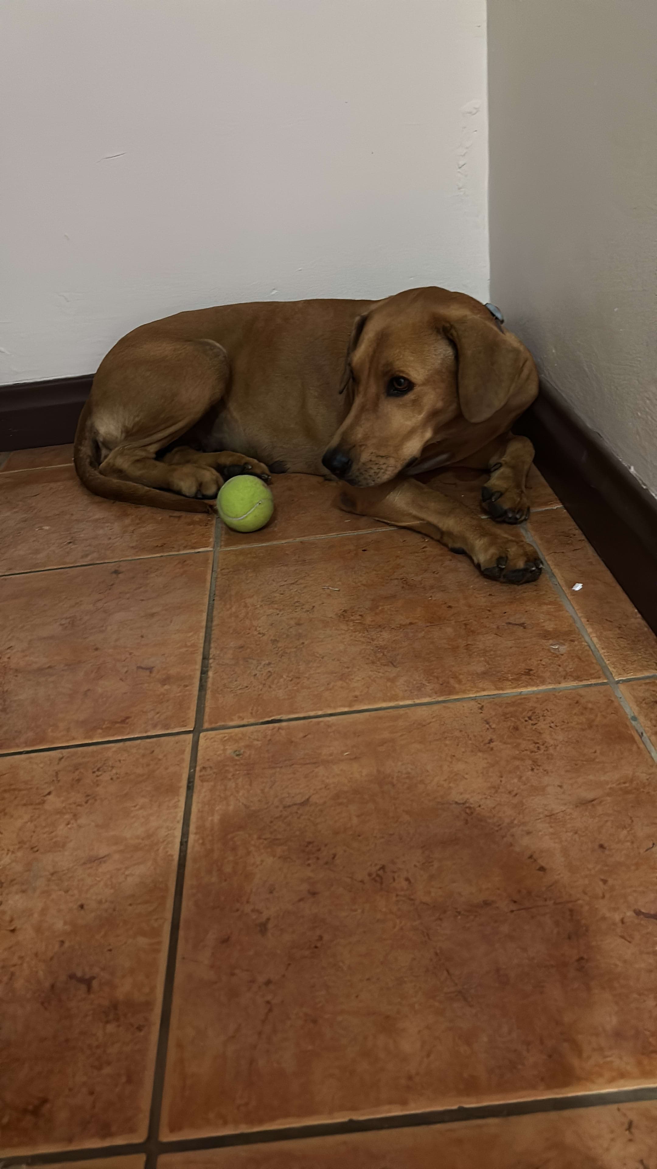 ¡Ayuda a encontrar a ALMA, nuestra perrita perdida! - Imagen 1