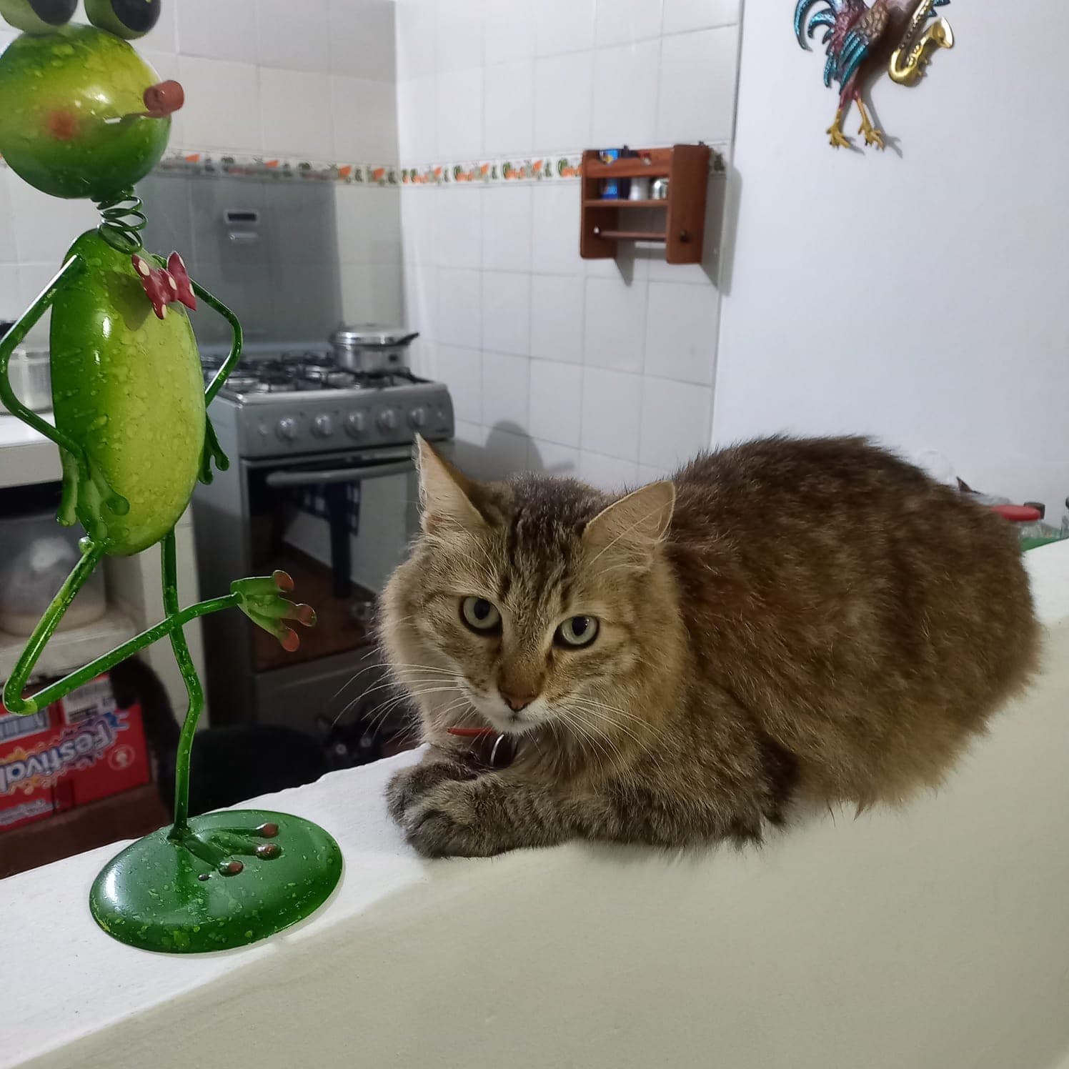 Gata Muñeca busca un hogar amoroso 🤍 - Imagen 1