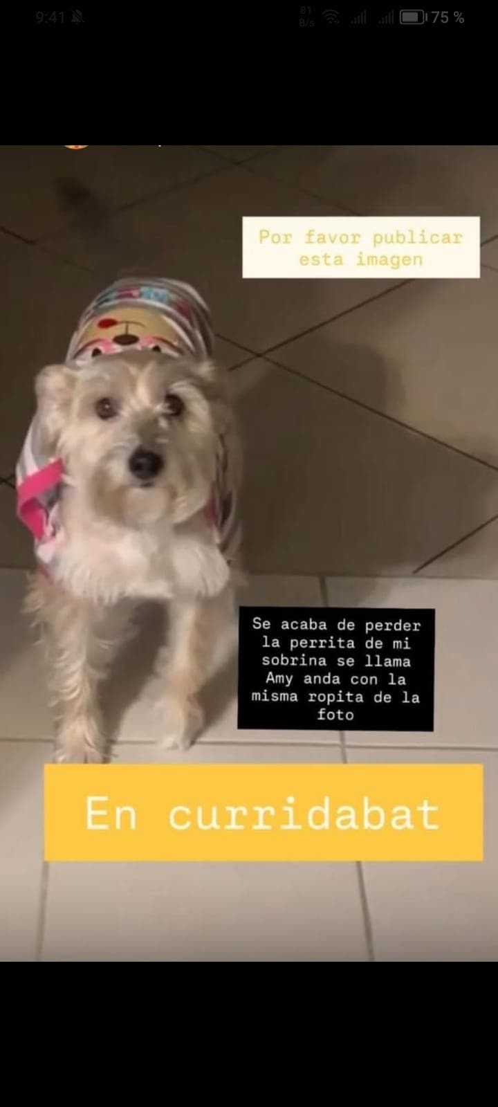 Amy - Perro perdido