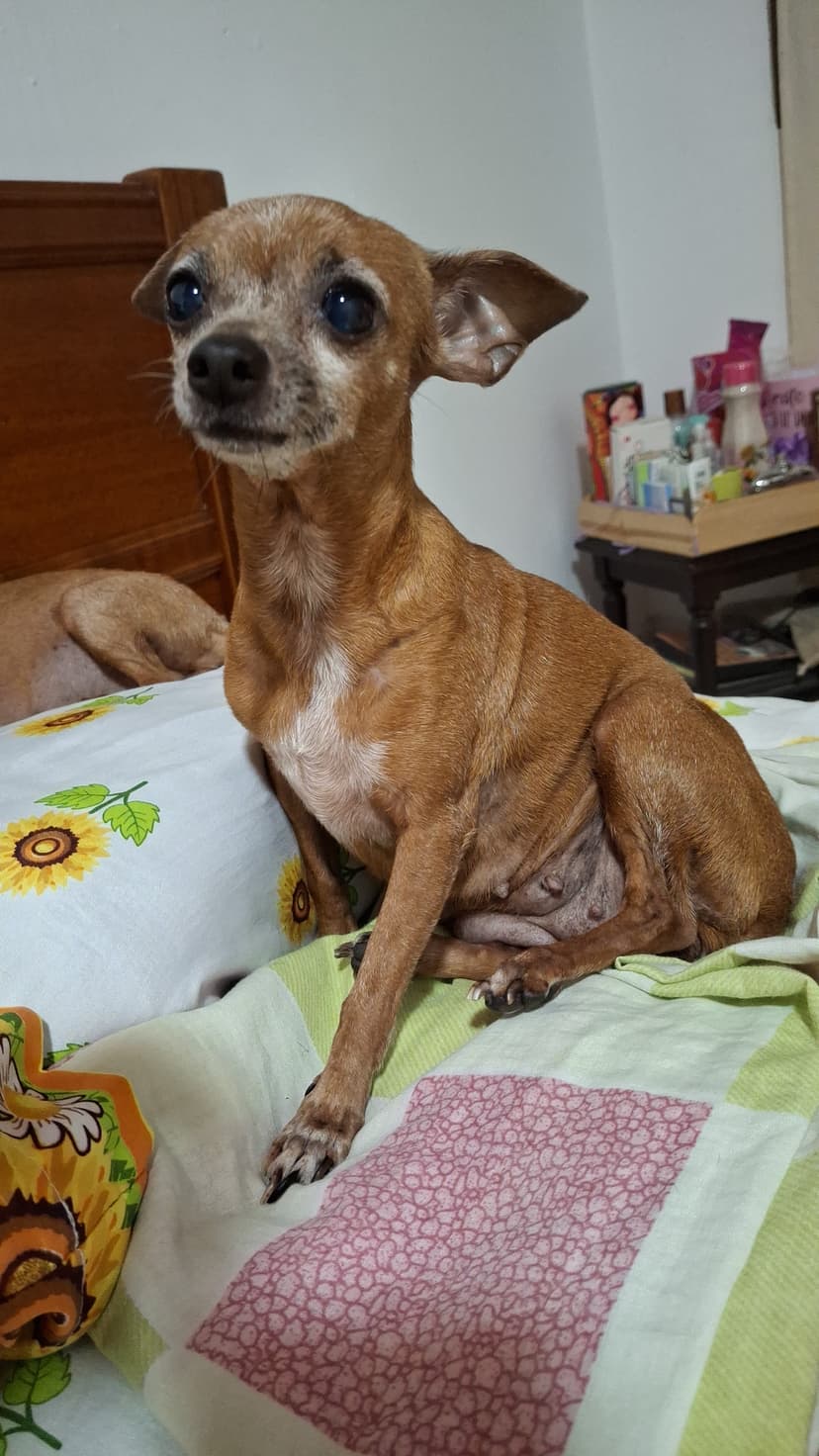 Mona - Perro perdido
