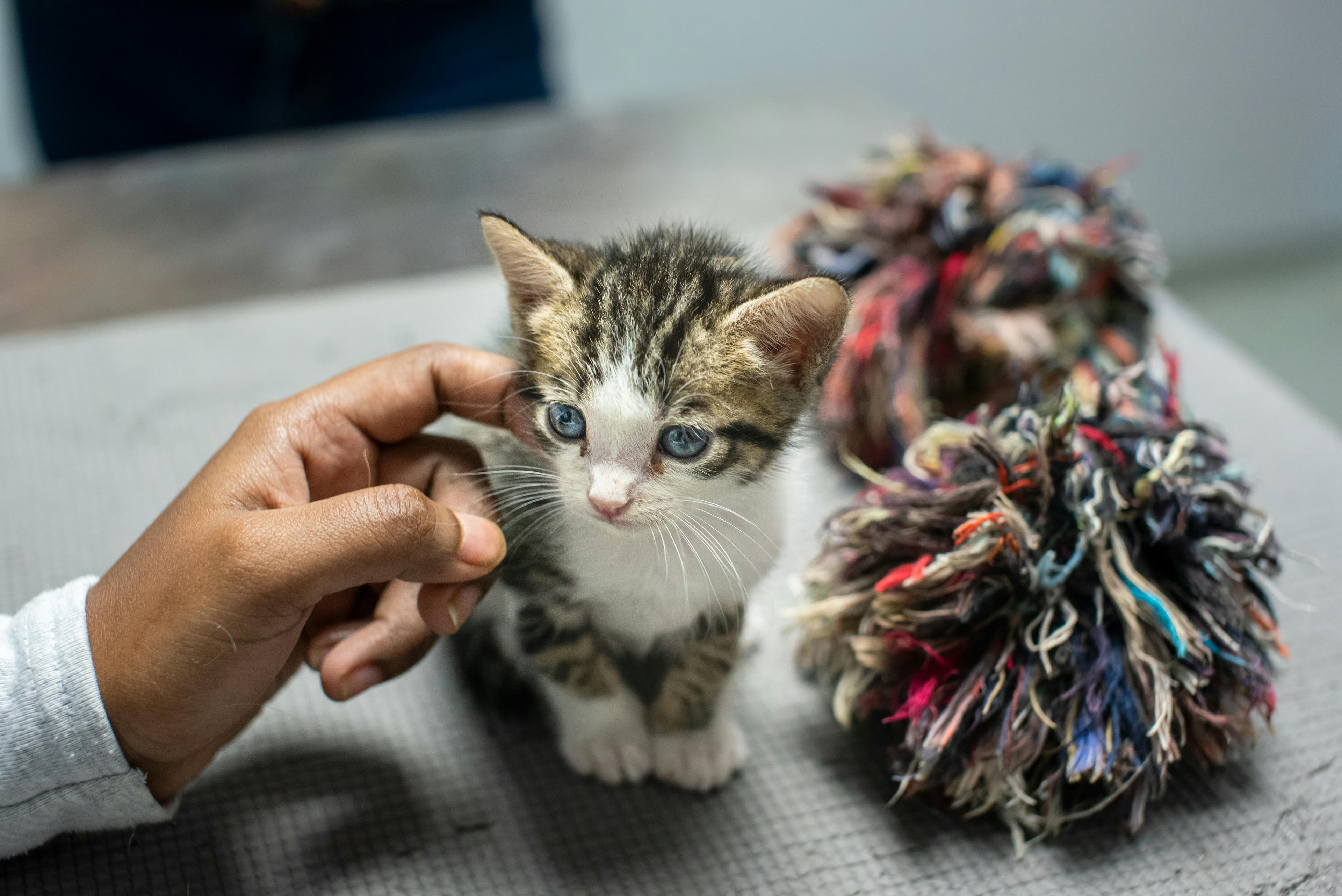 Gatos en adopción