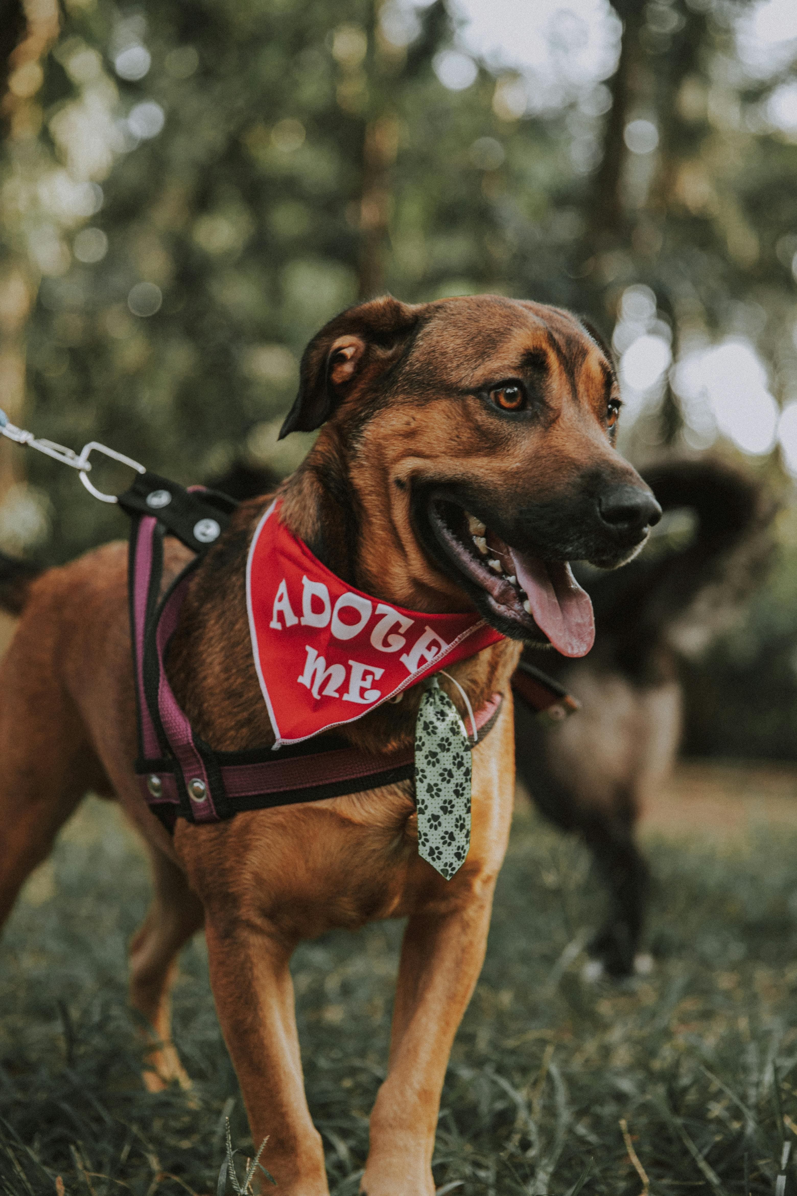 Perros en adopción
