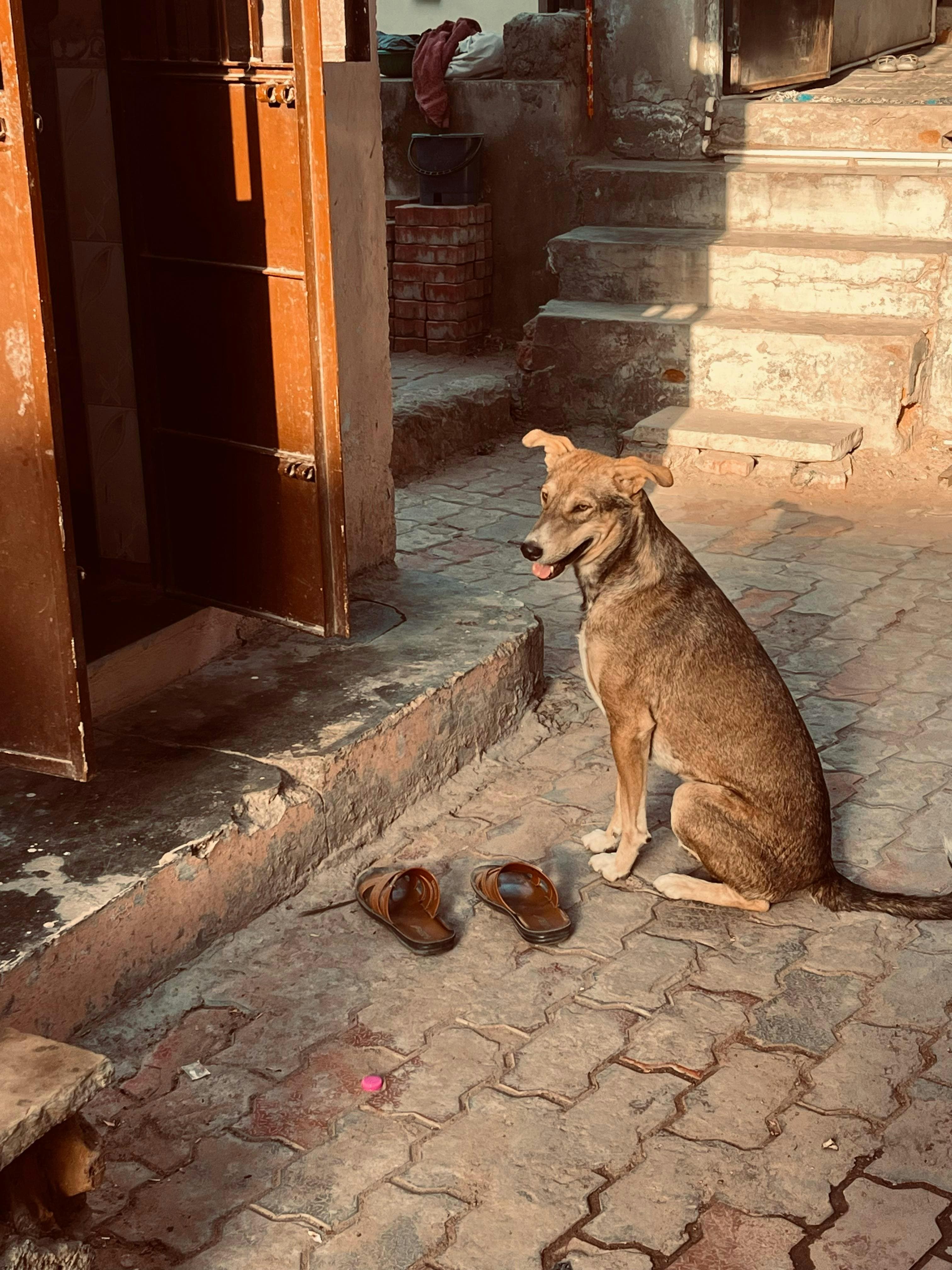 Perros perdidos y encontrados