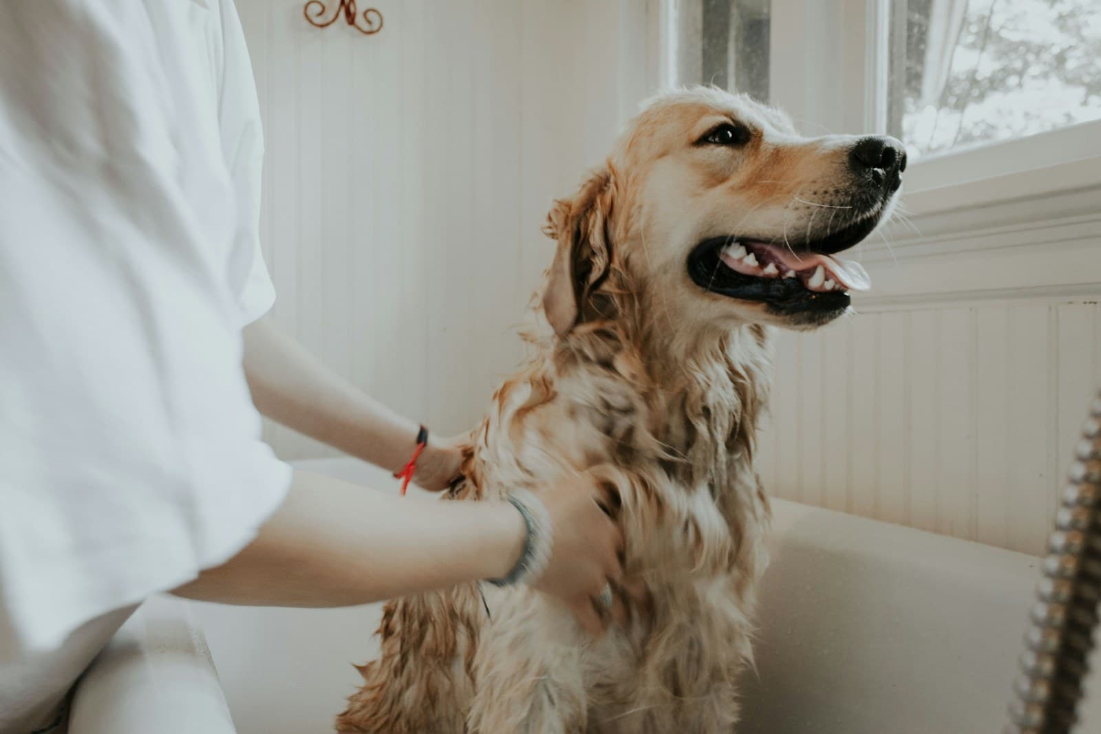 Hoteles pet friendly
